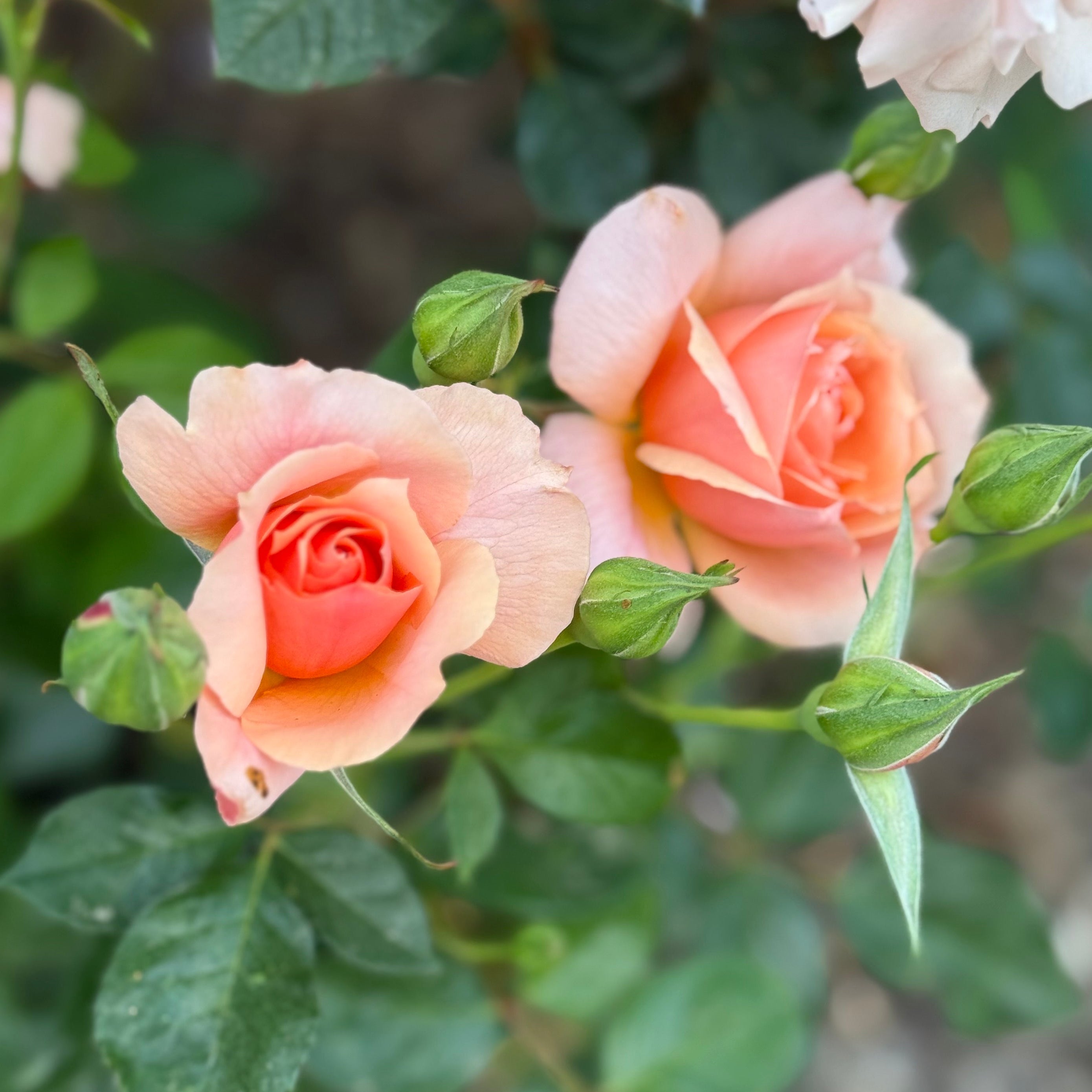 Apricot Candy™ Potted Tree Rose