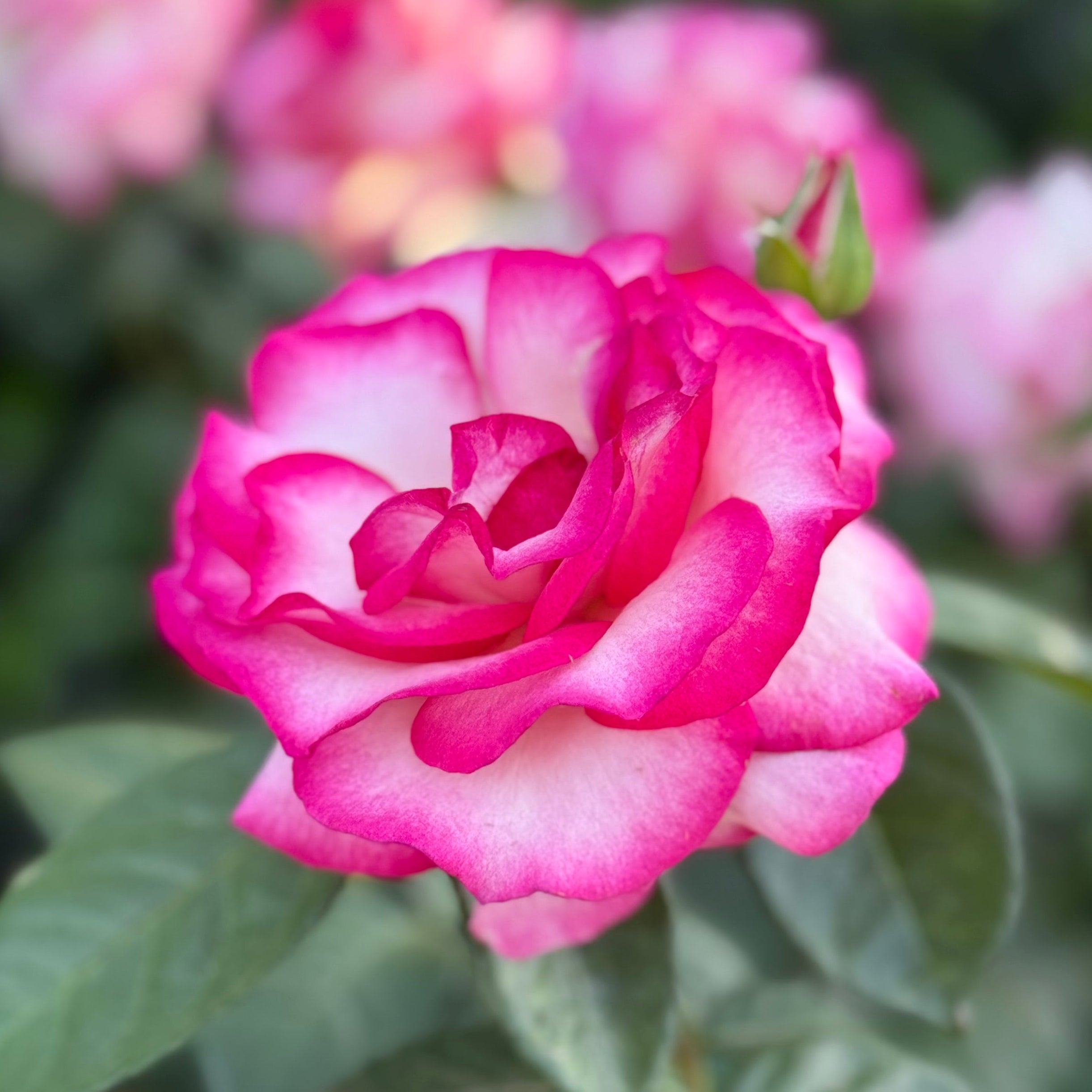 Miss Congeniality™ Potted Tree Rose