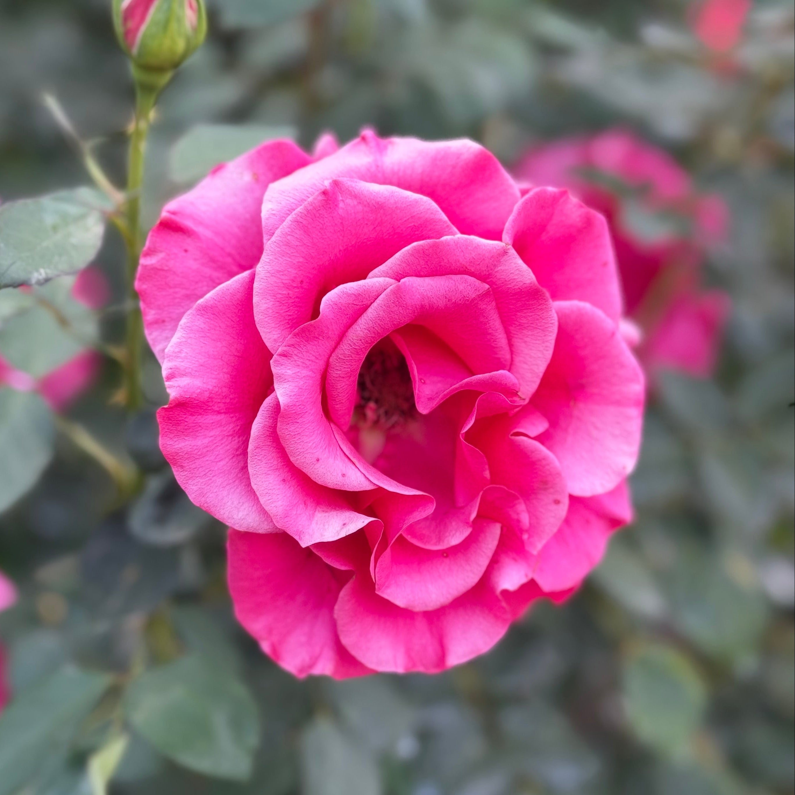 Fame Tree Rose | Fuchsia Pink Tree Rose | Grace Rose Farm