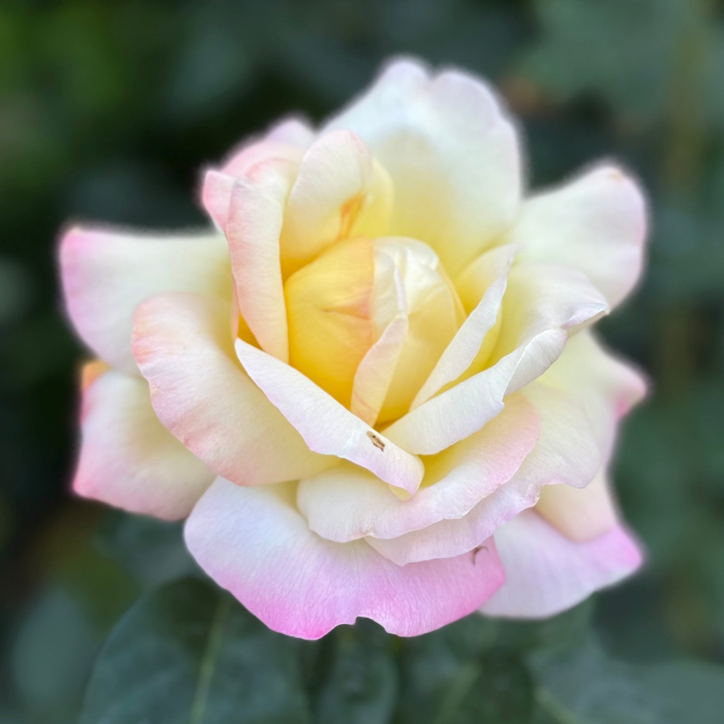 Peace Potted Rose Bush