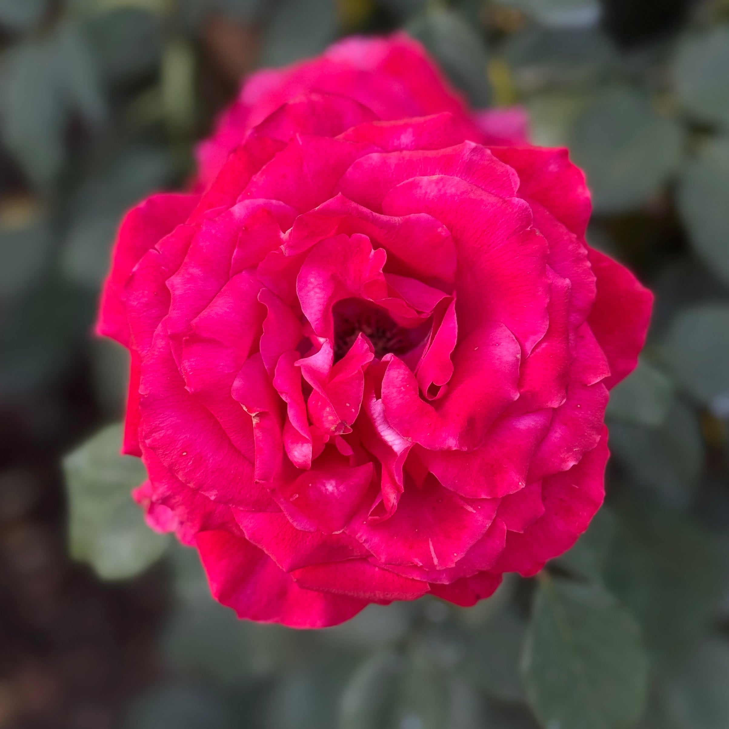 Olympiad™ Potted Rose Bush