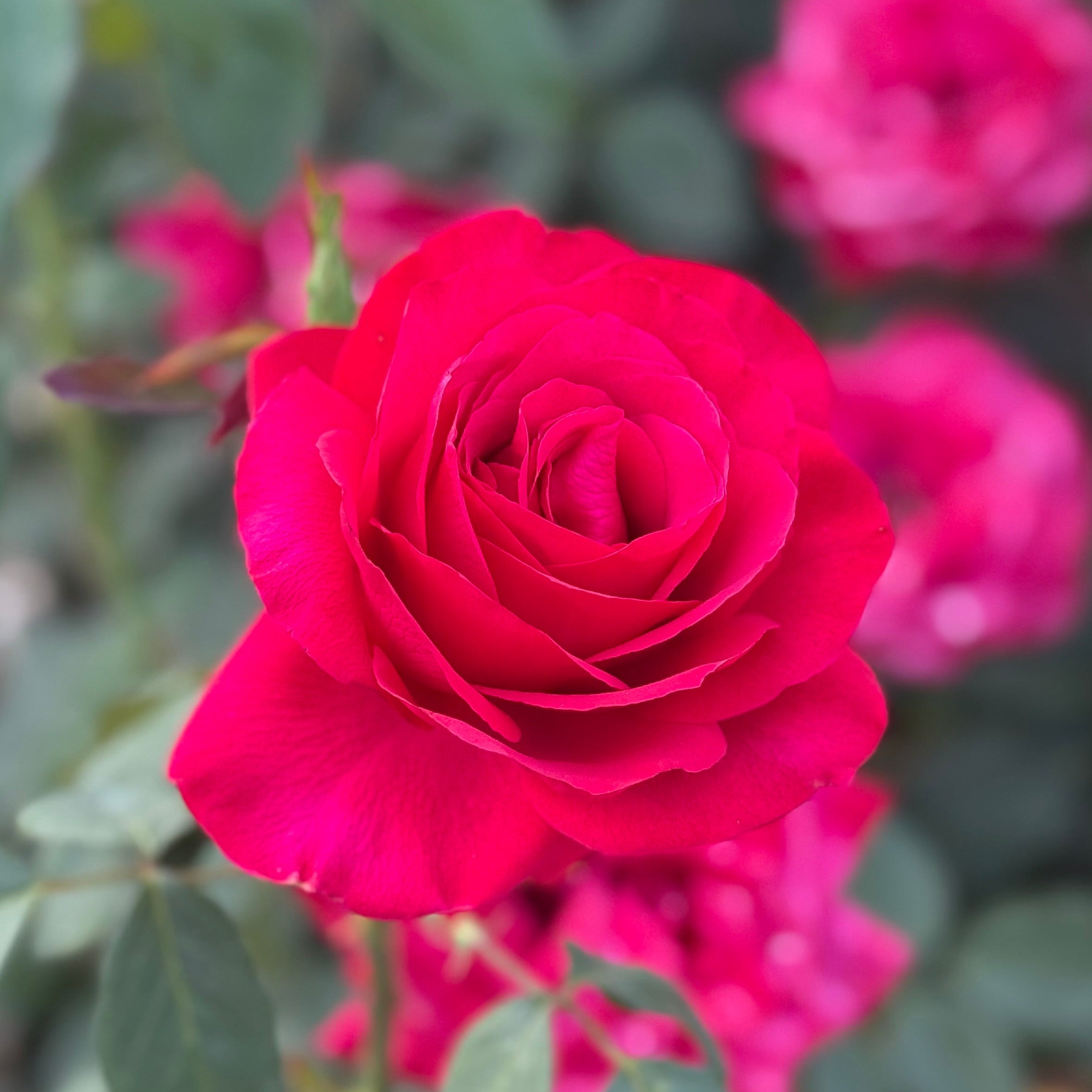 Olympiad Potted Rose Bush | Red Hybrid Tea Rose | Grace Rose Farm