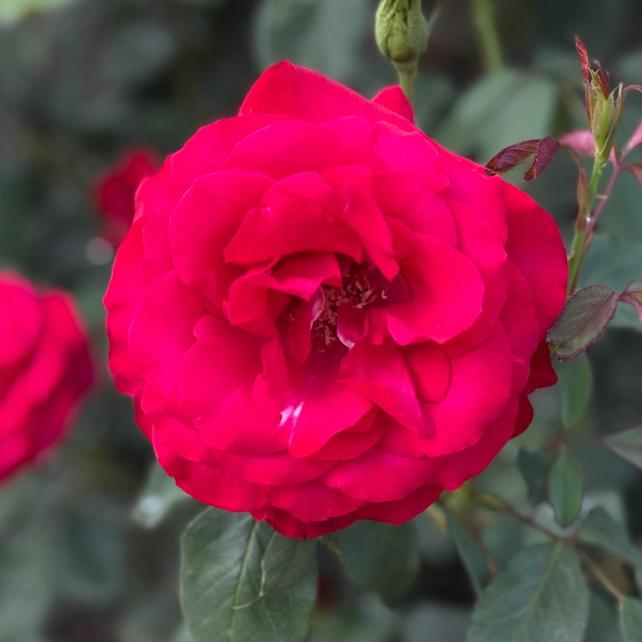 Olympiad Potted Rose Bush | Red Hybrid Tea Rose | Grace Rose Farm