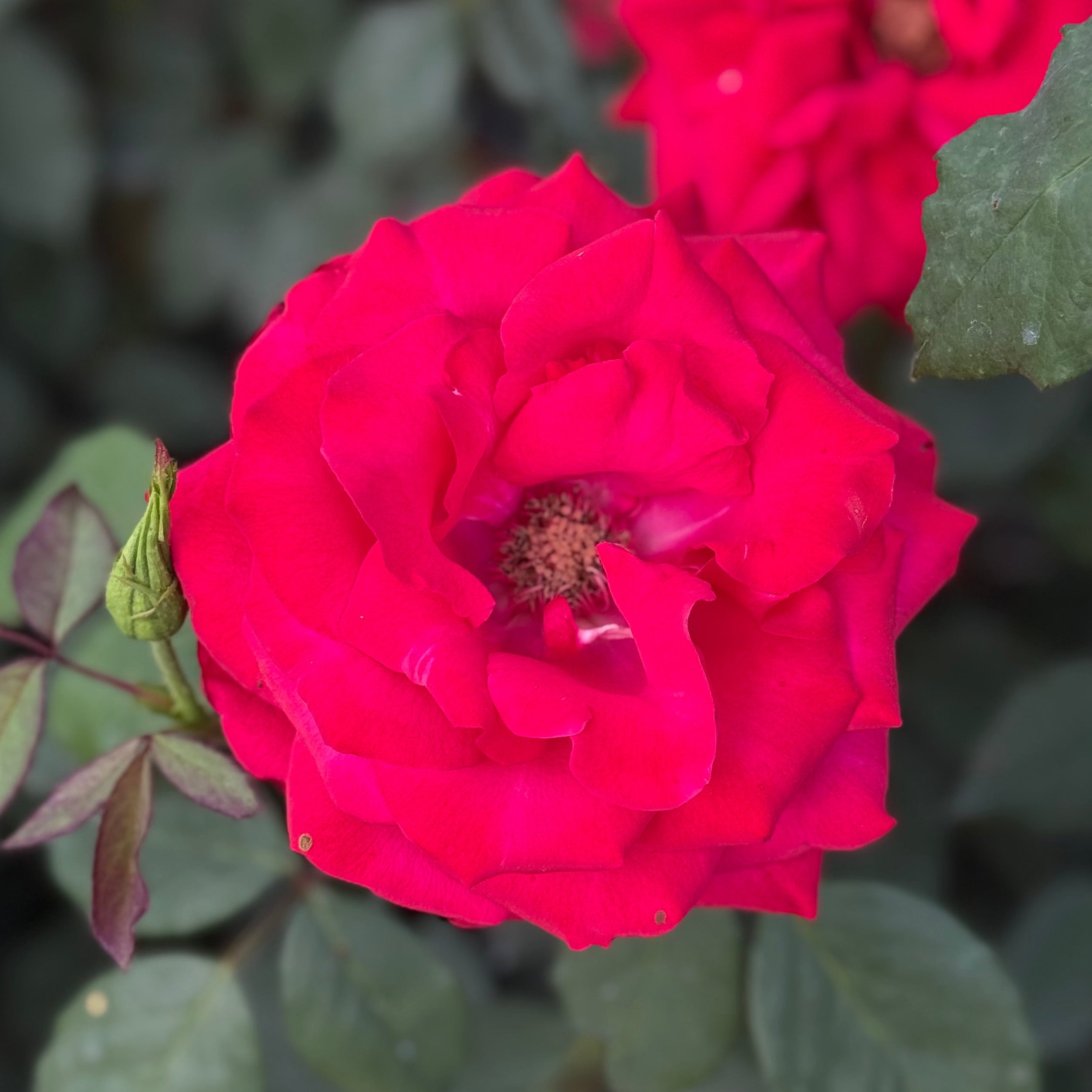 Olympiad Potted Rose Bush | Red Hybrid Tea Rose | Grace Rose Farm