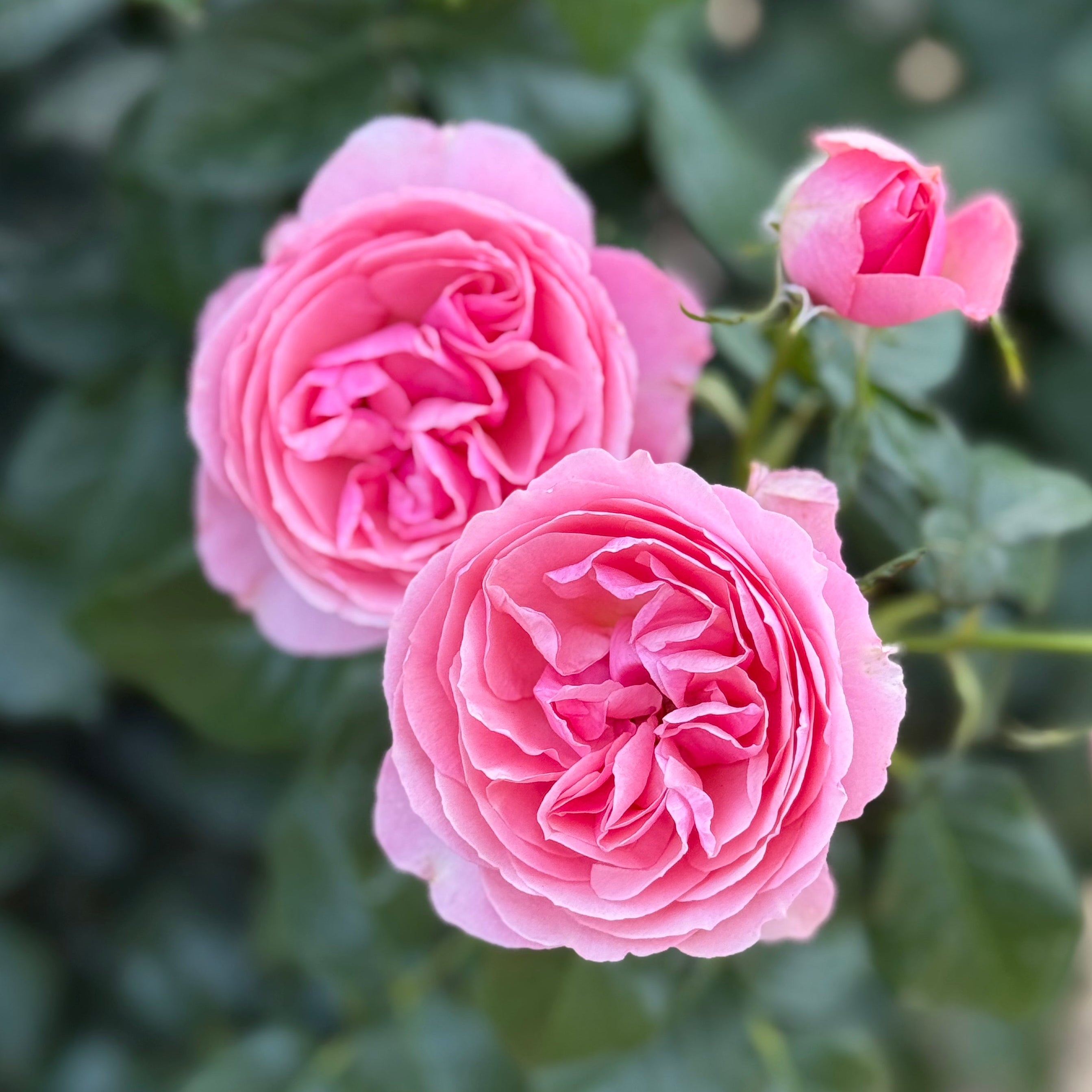 Spring 2025 Rose Collection - Grace Rose Farm