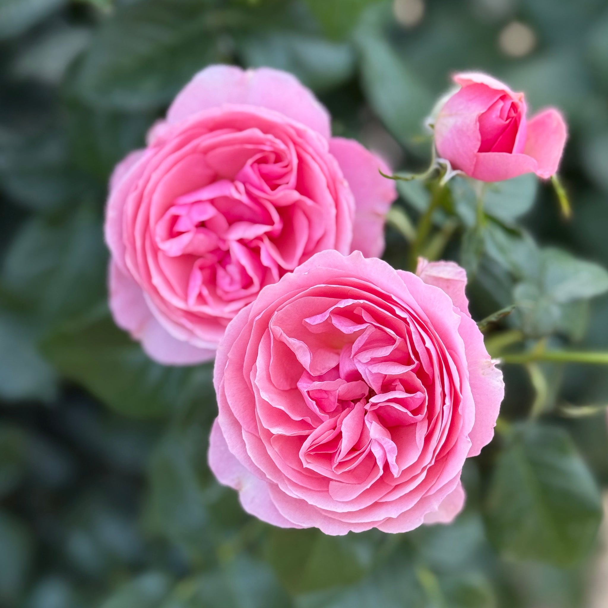 All Dressed Up Rose
