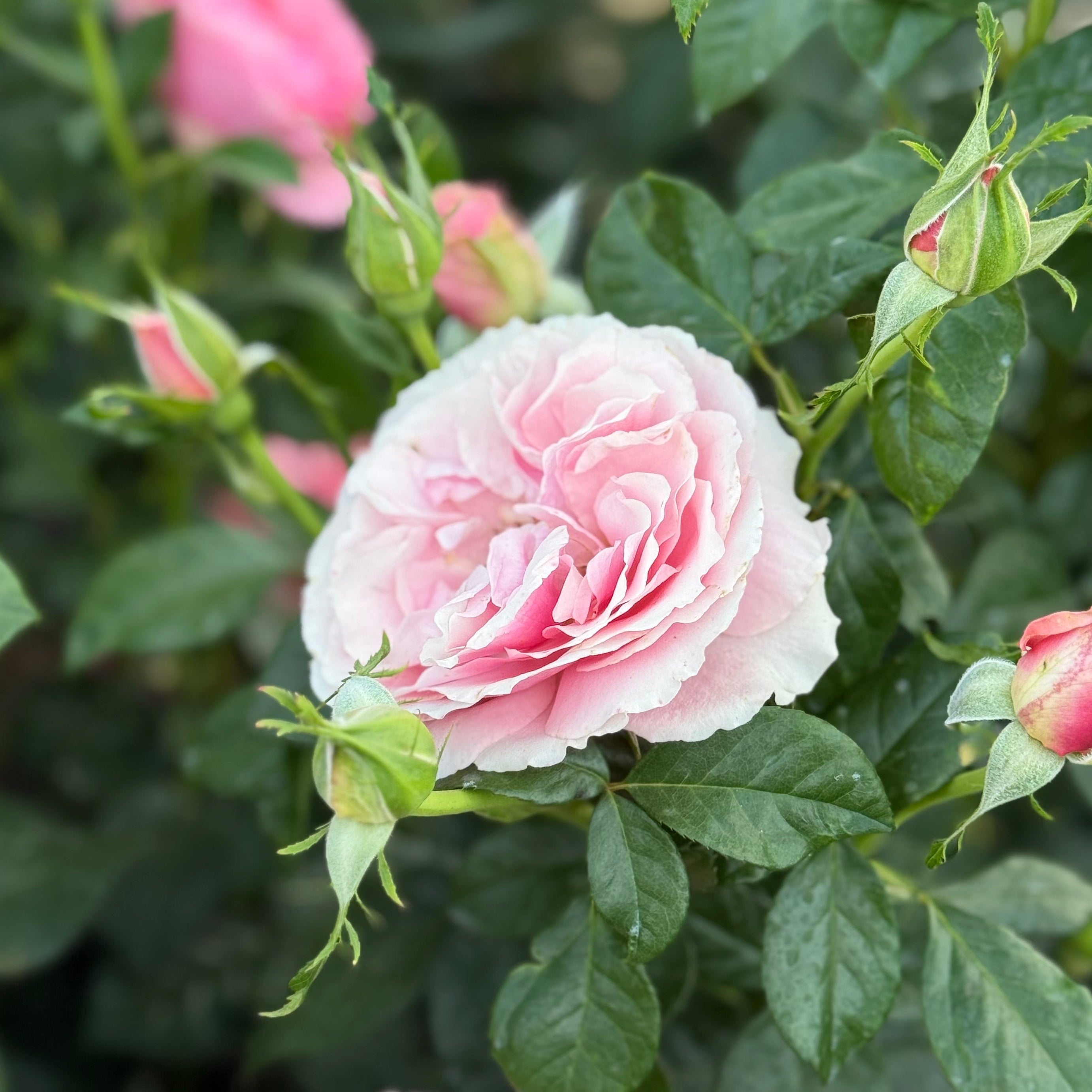 All Dressed Up Rose | Fragrant Pink Grandiflora | Grace Rose Farm