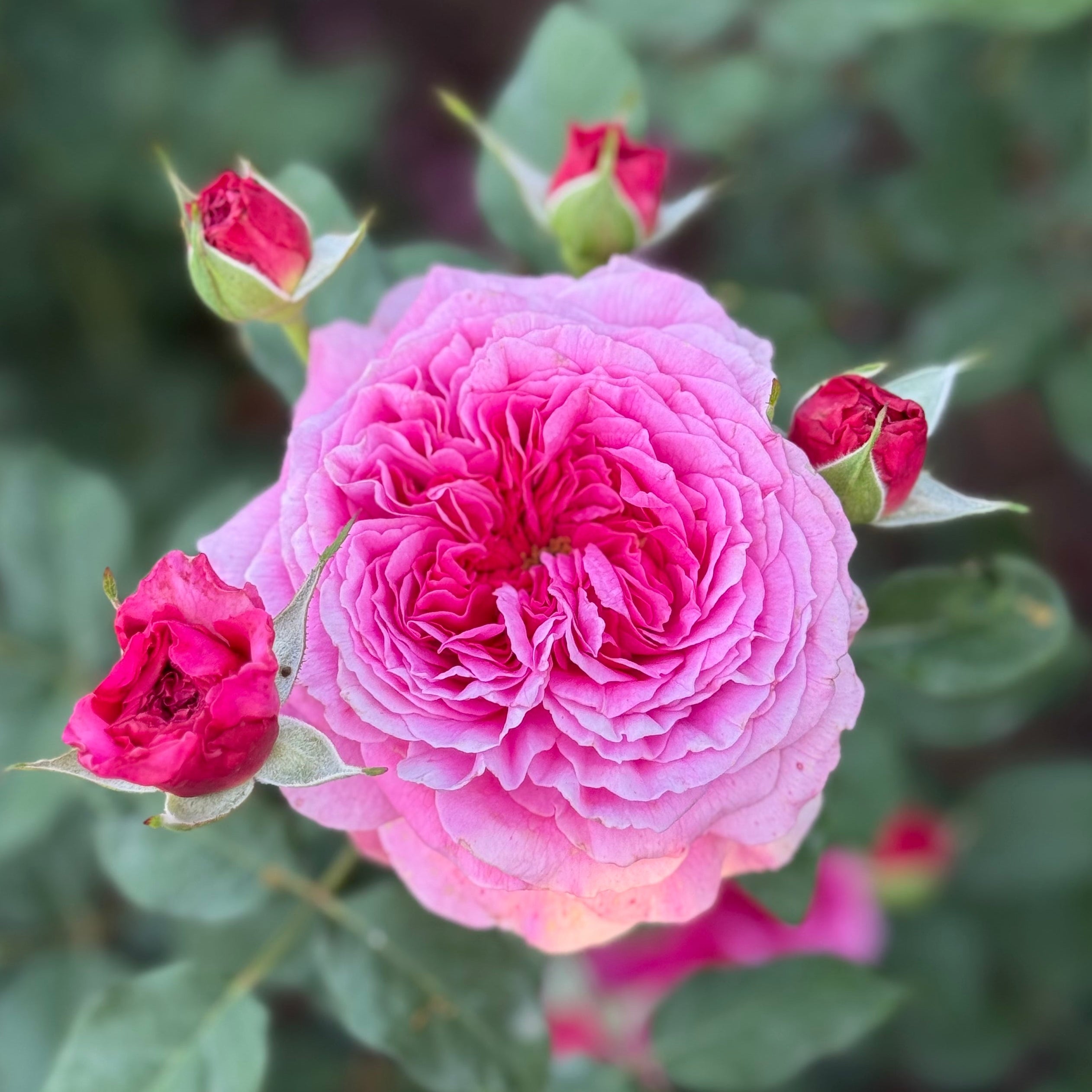 David Austin® Gabriel Oak Potted Rose Bush - Grace Rose Farm