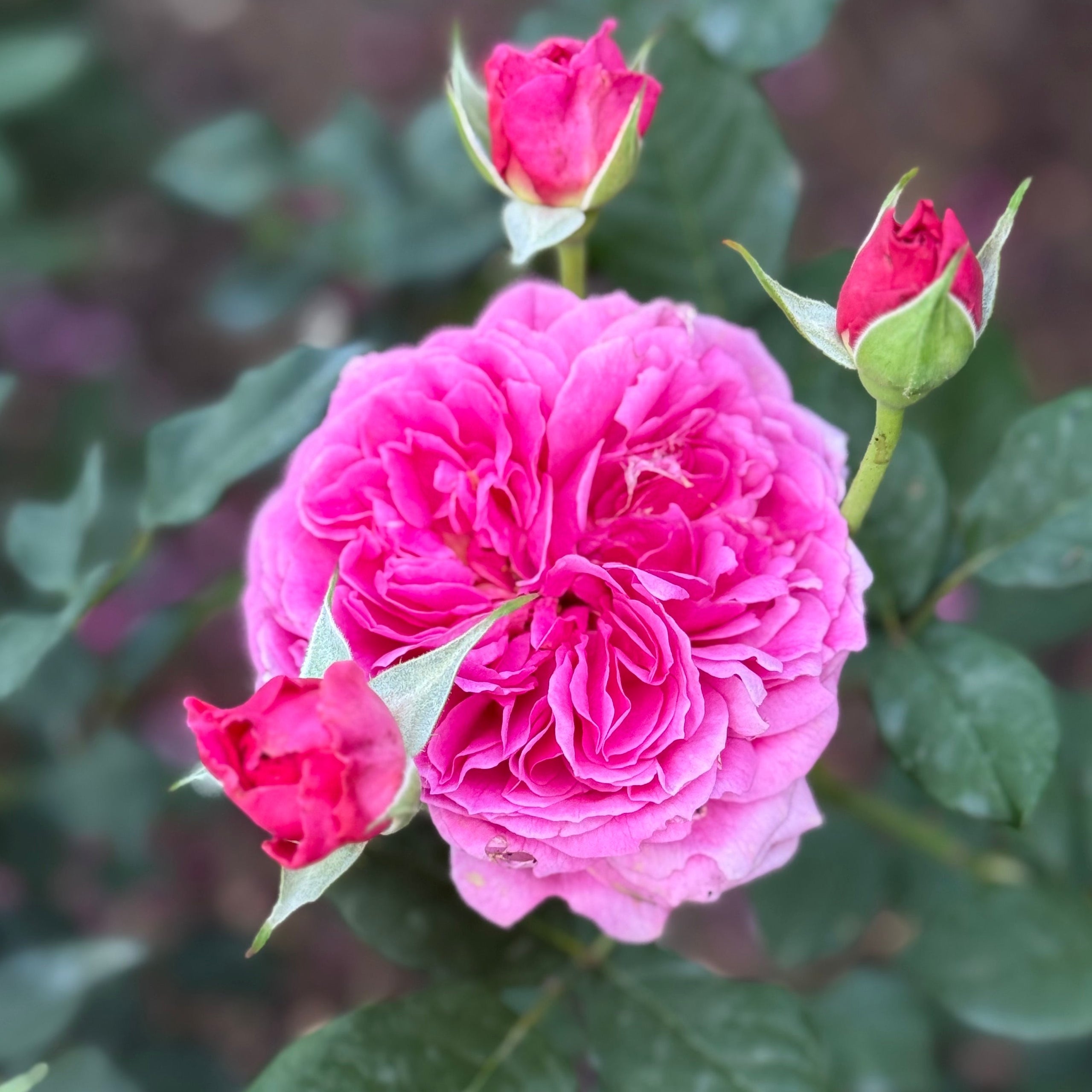 Pink rose with buds surrounded by green leaves