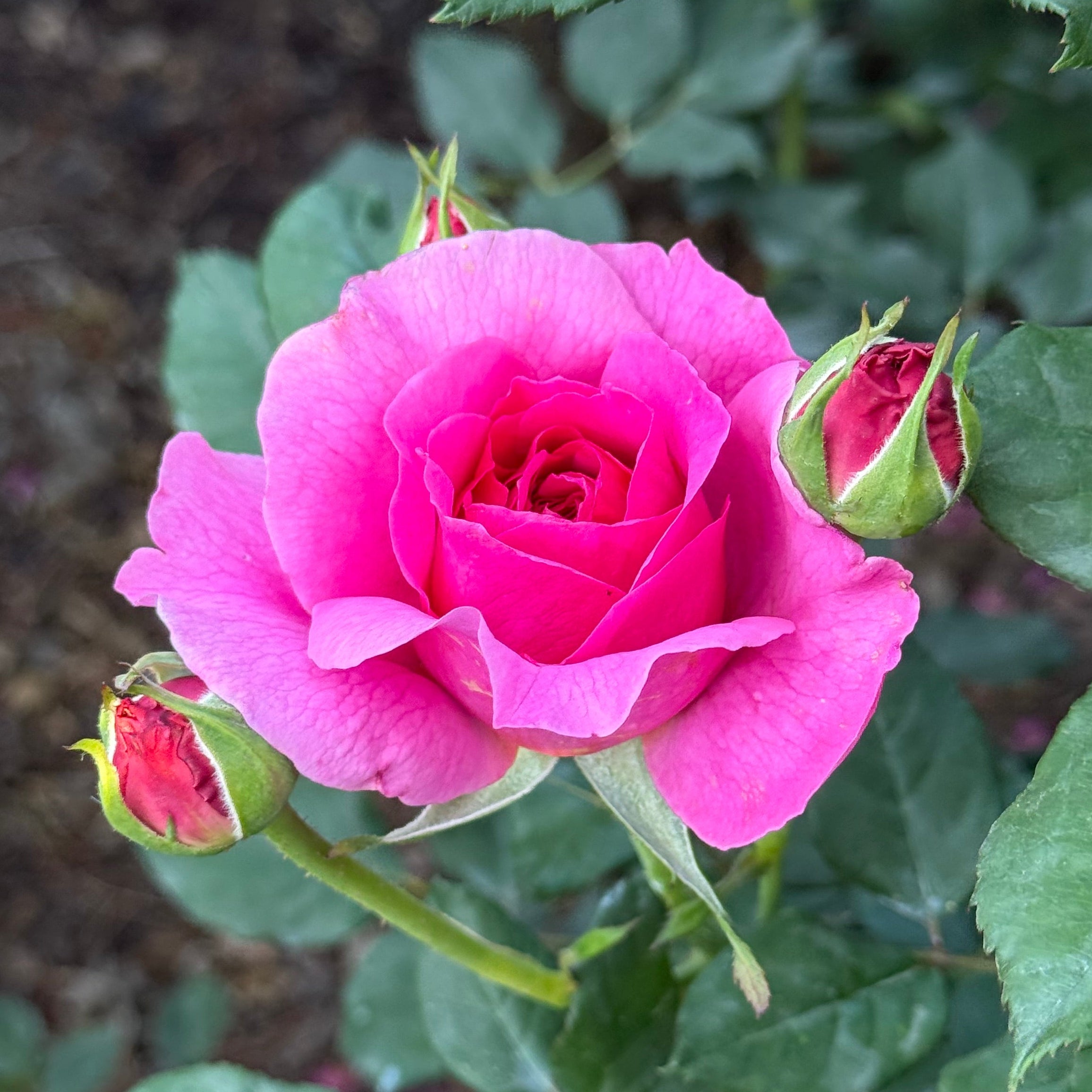 David Austin® Gabriel Oak Potted Rose Bush - Grace Rose Farm