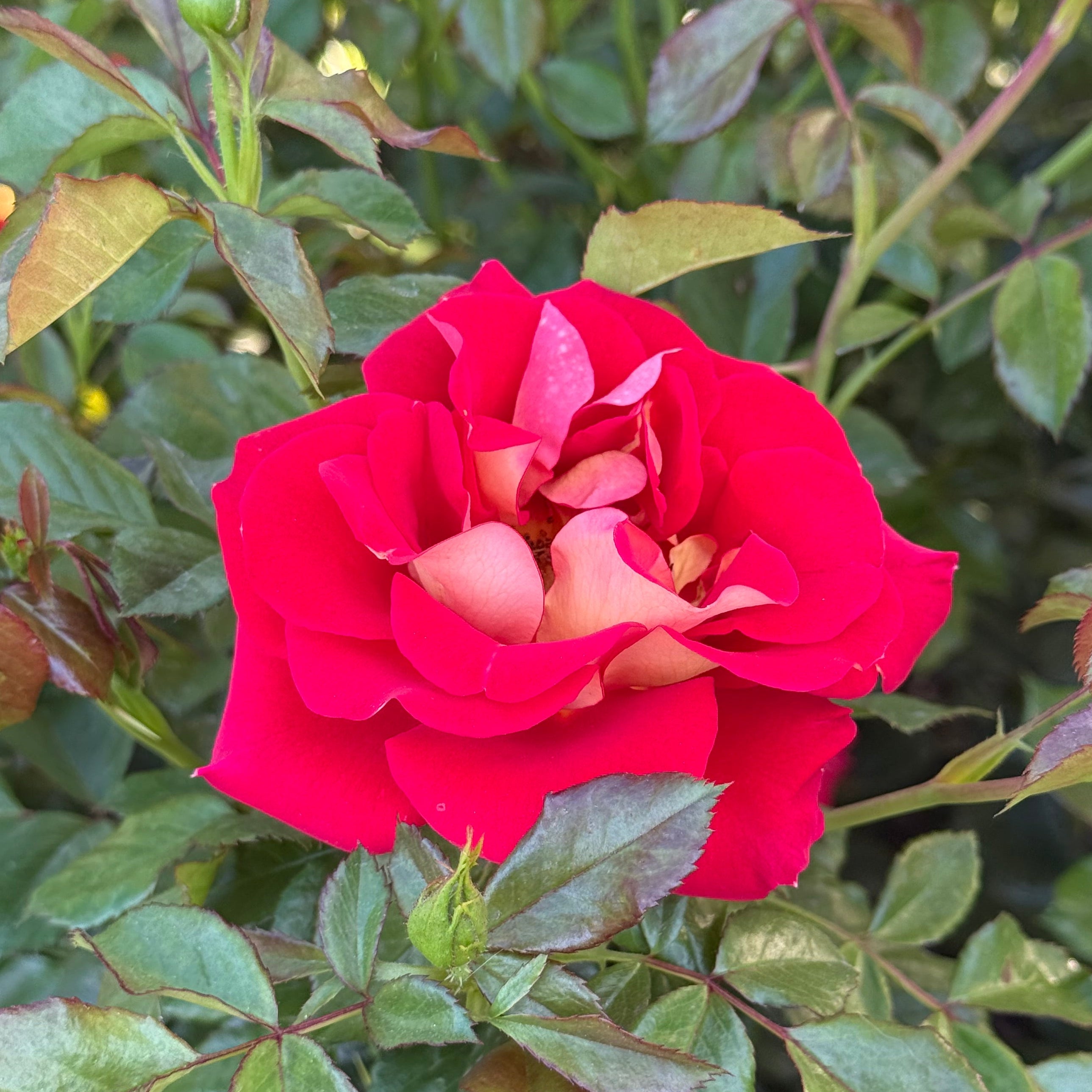 Ketchup and Mustard® Bare Root Rose Bush