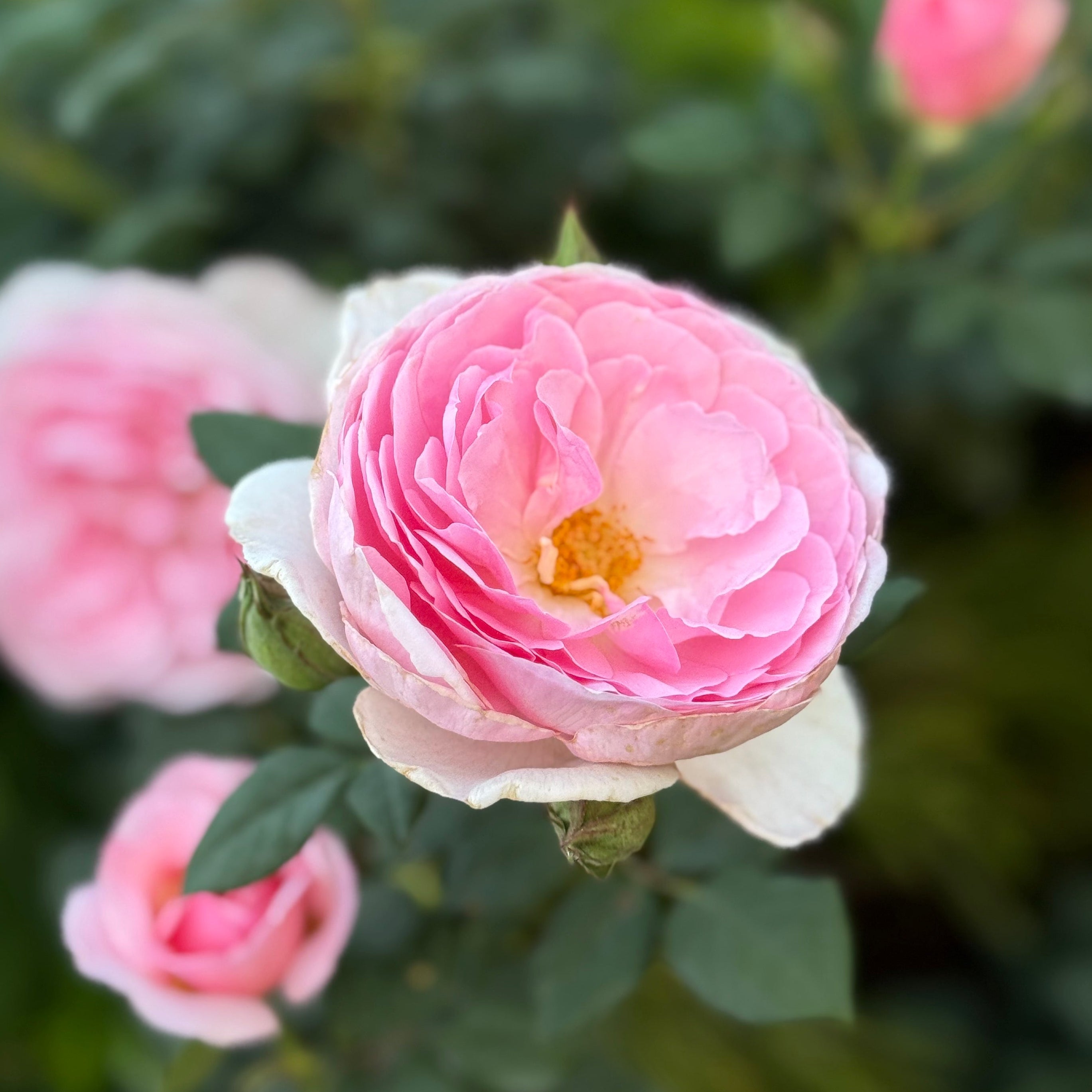 Rose roseです ※10月6日までお取り置きもできますᵕ̈* The Ancient Mariner Rose | David Austin Pink Rose | Grace Rose Farm