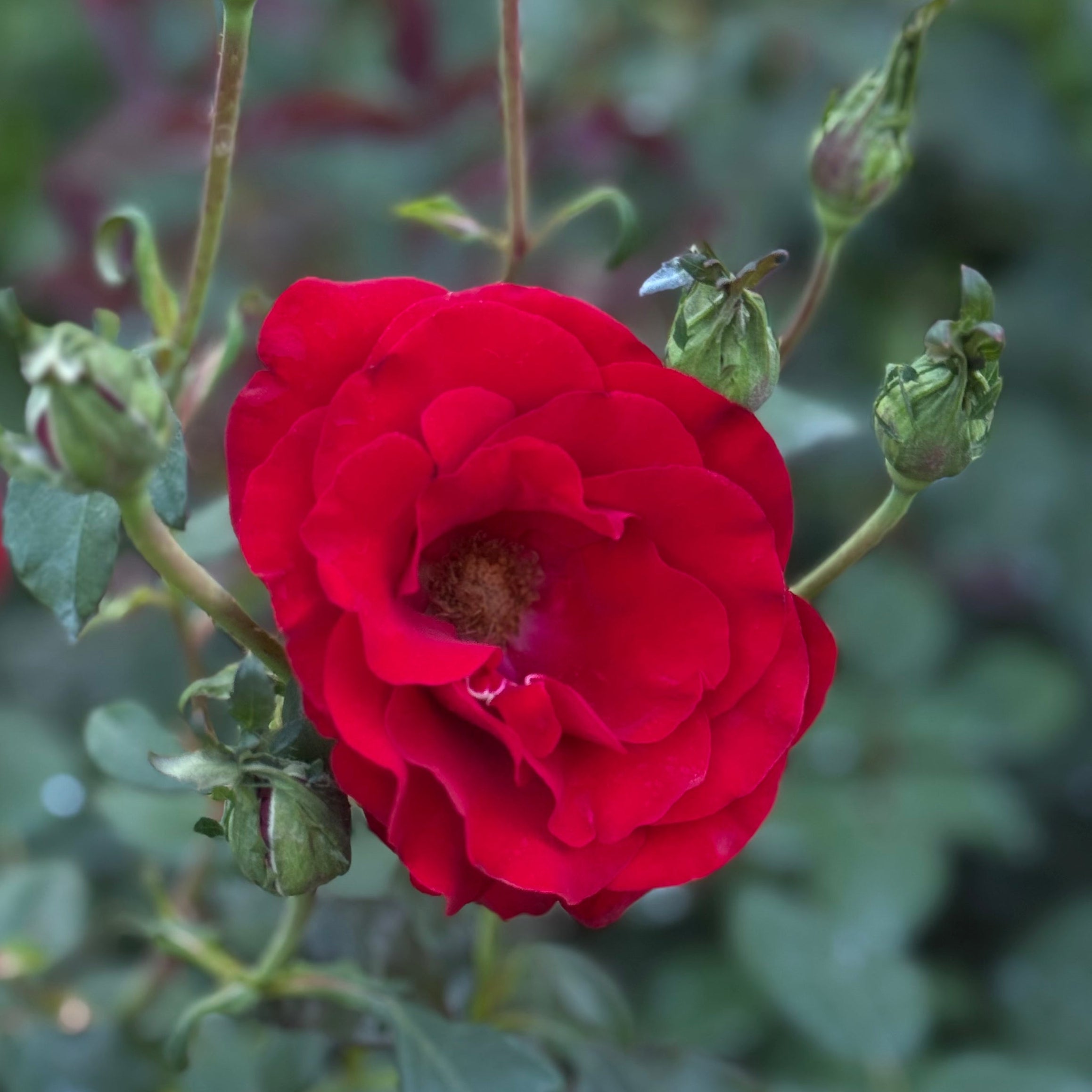 Oh My Tree Rose | Red Tree Rose | Grace Rose Farm