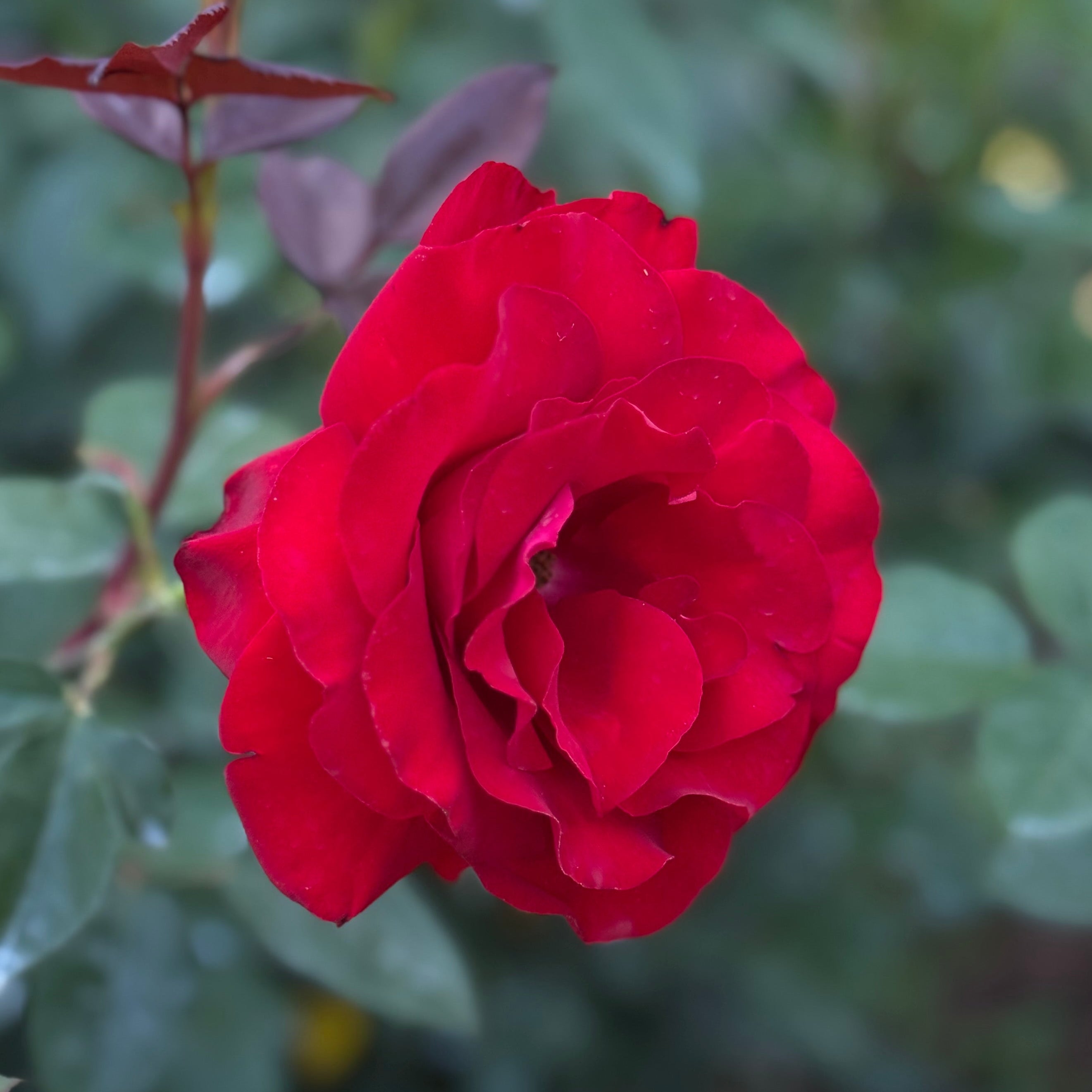 Oh My!® Potted Tree Rose