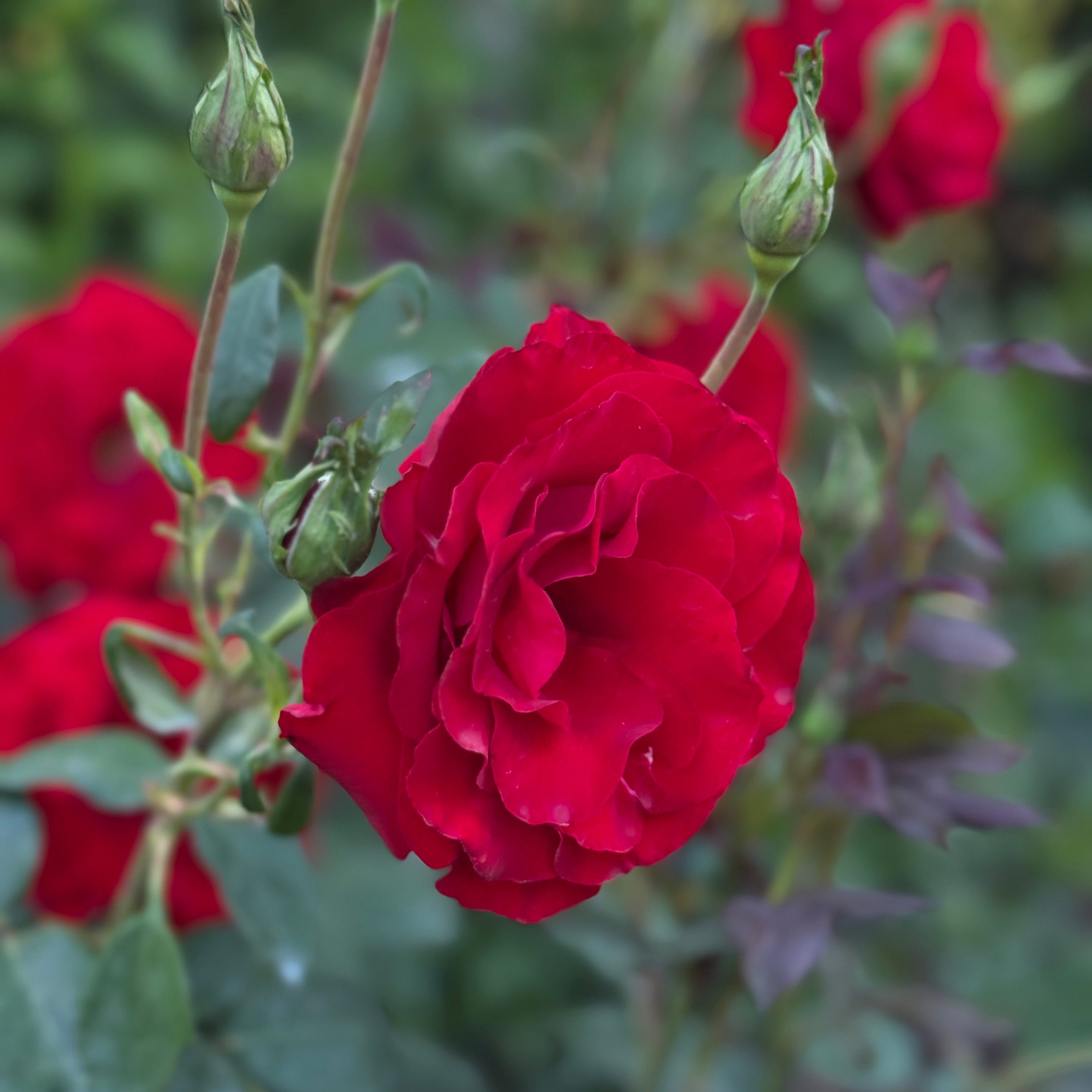 Oh My!® Potted Tree Rose