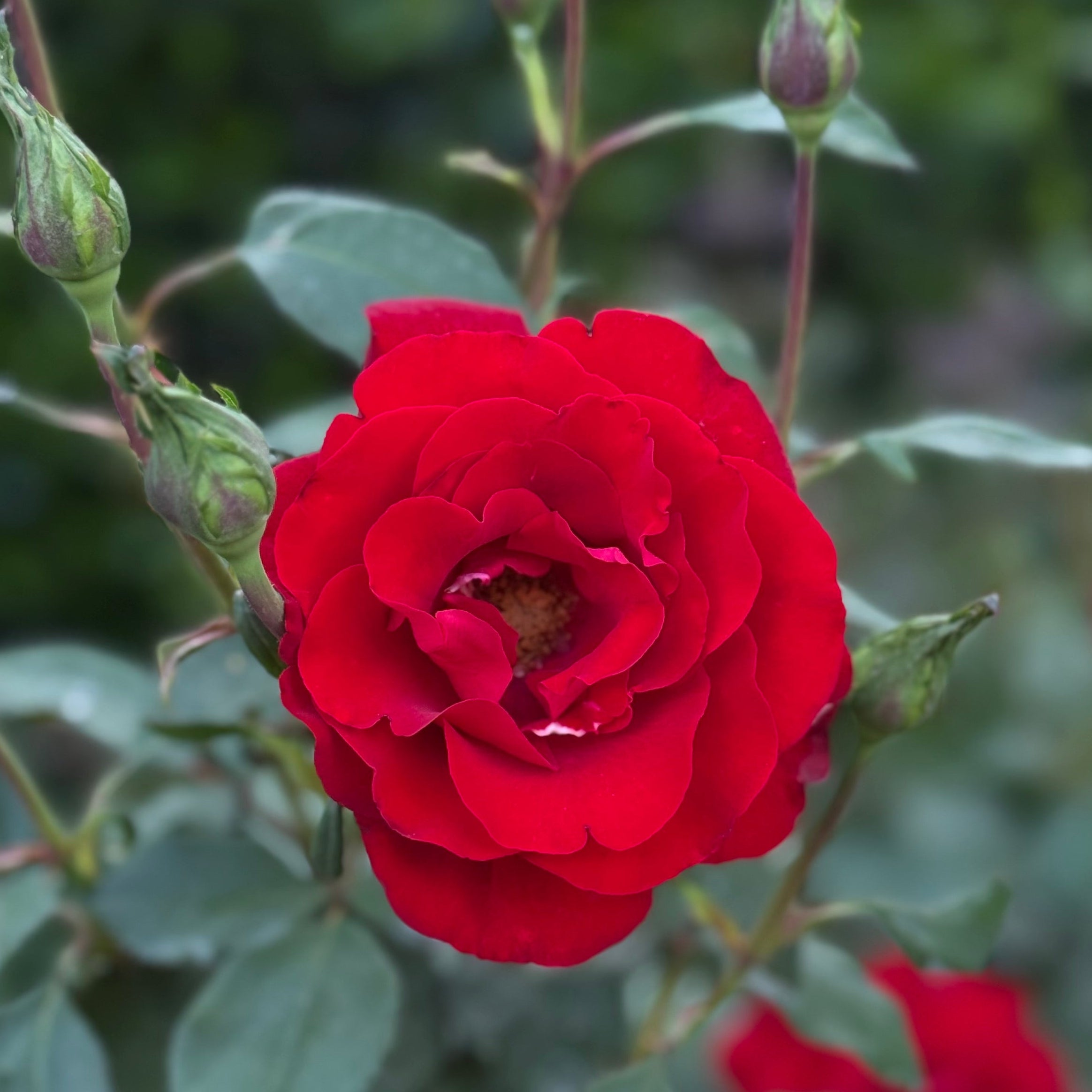 Oh My!® Potted Tree Rose