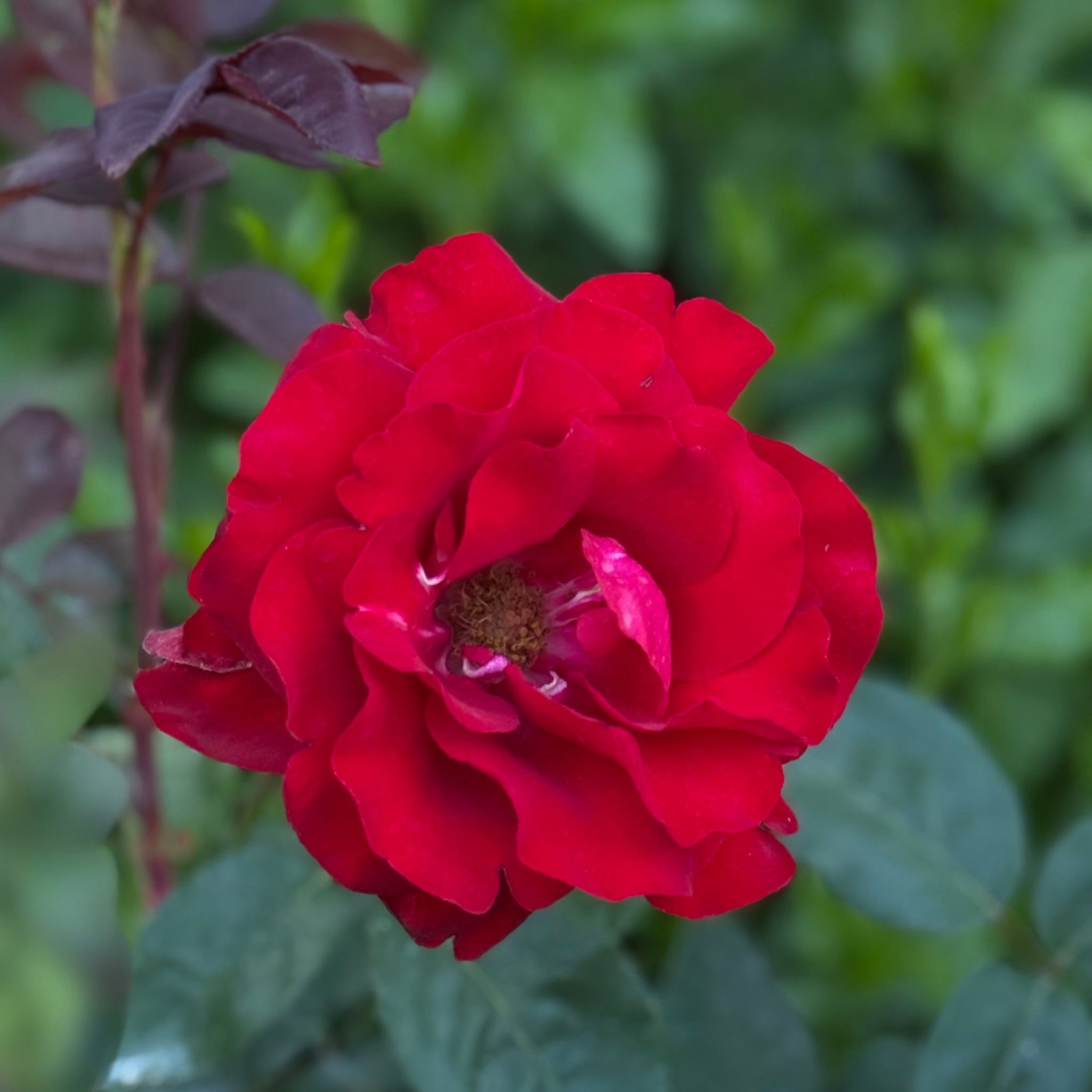 Oh My!® Potted Tree Rose