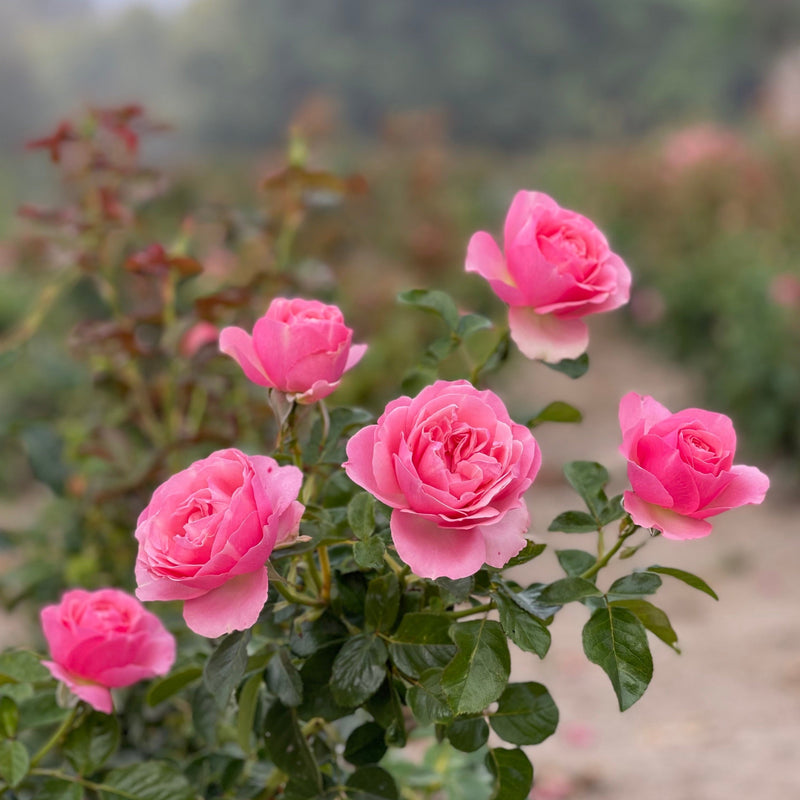 All Dressed Up™ Bare Root Rose Bush