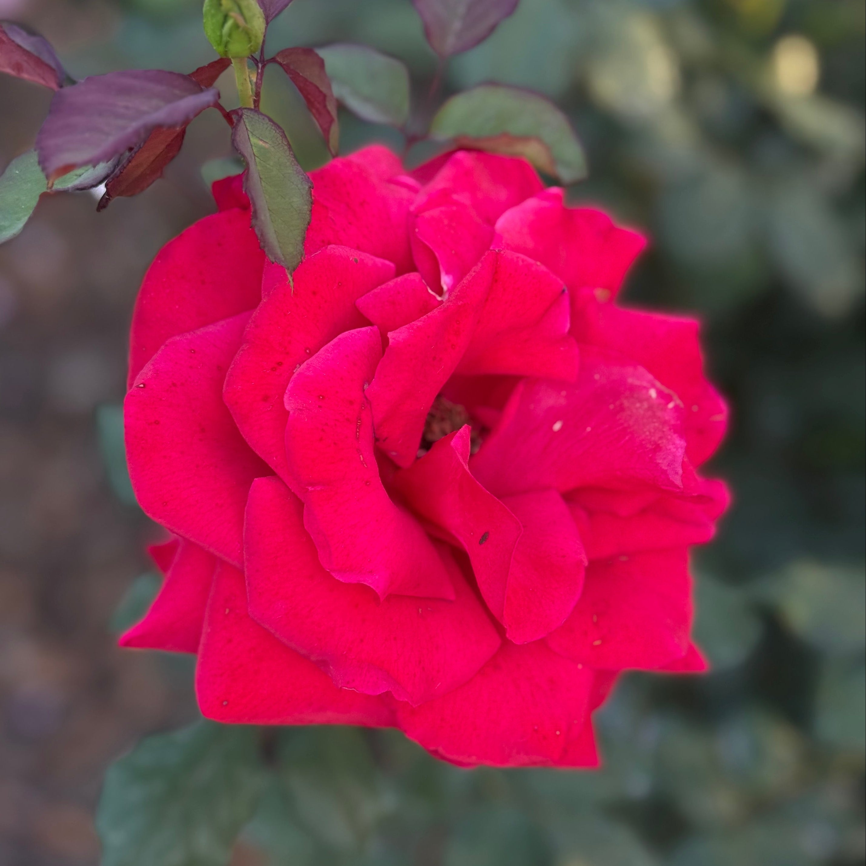 Love's Promise Potted Rose Bush | Red Hybrid Tea Rose | Grace Rose