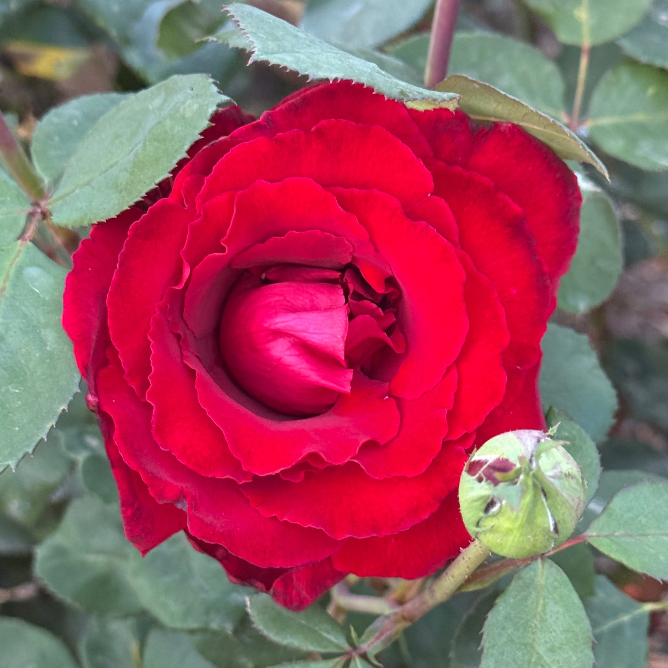 Love's Promise Potted Rose Bush | Red Hybrid Tea Rose | Grace Rose