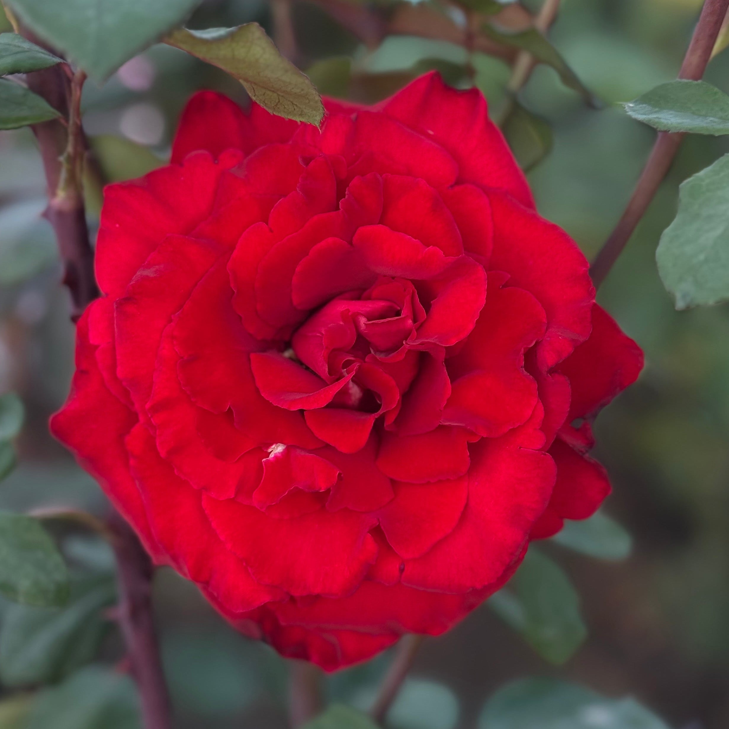 Love's Promise Potted Rose Bush | Red Hybrid Tea Rose | Grace Rose