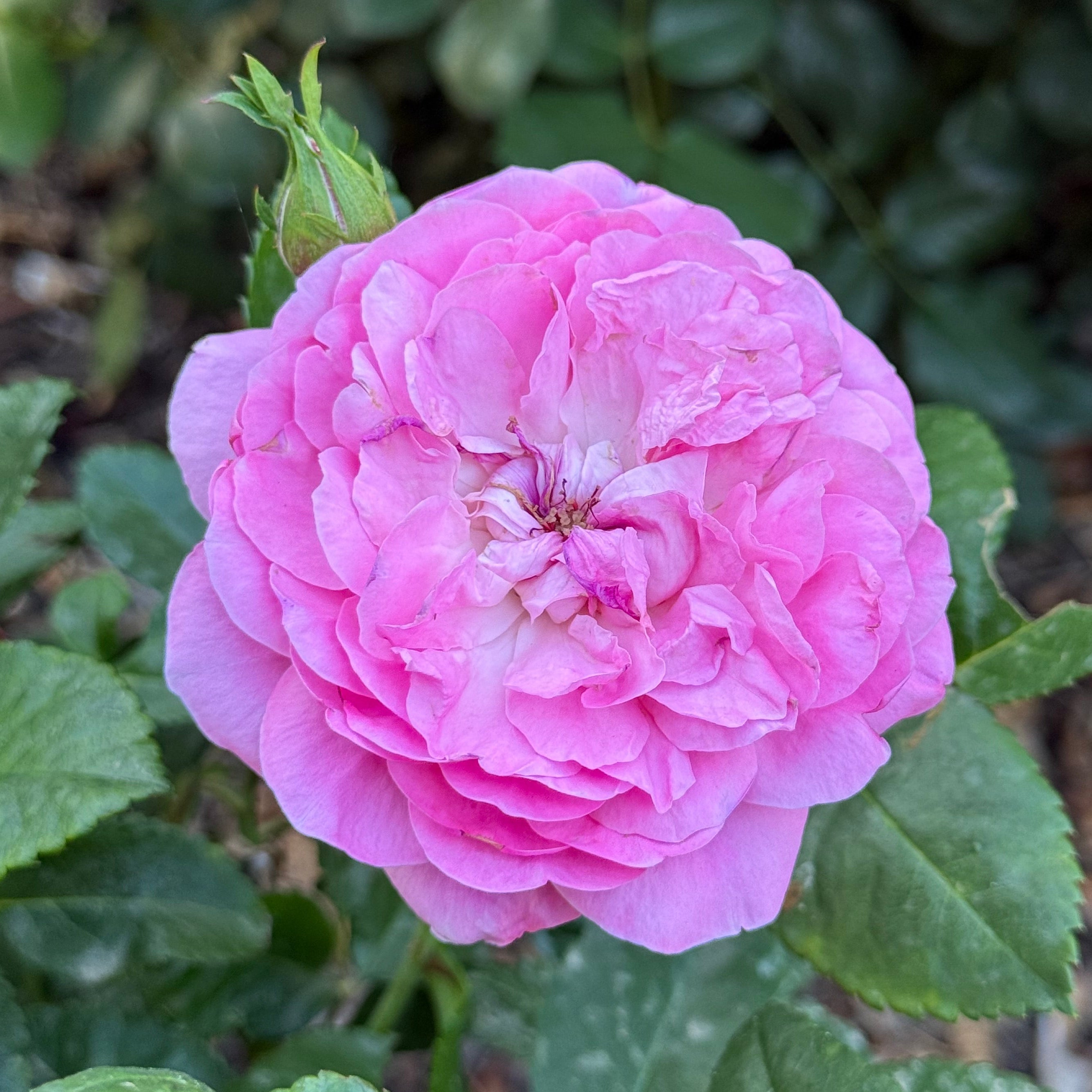 Orchid Romance Potted Rose Bush | Lavender Pink Rose Bush | Grace