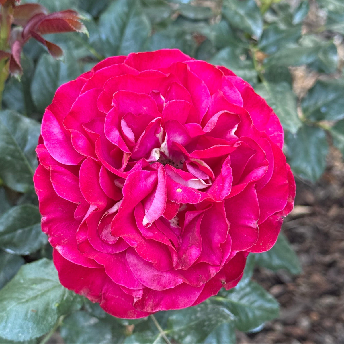 Forever Yours Potted Rose Bush | Red Hybrid Tea Rose | Grace Rose Farm