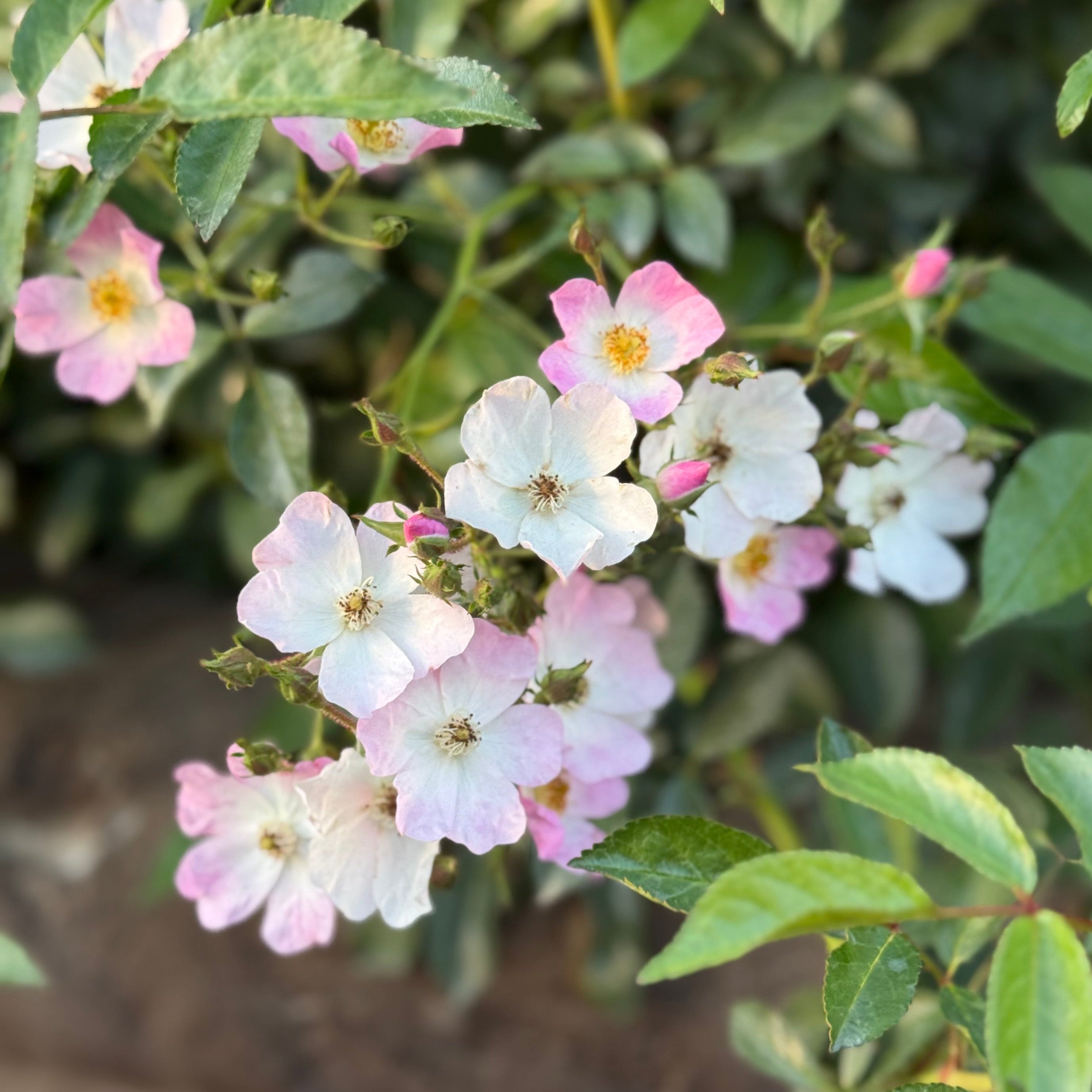 Ballerina™ Potted Rose Bush