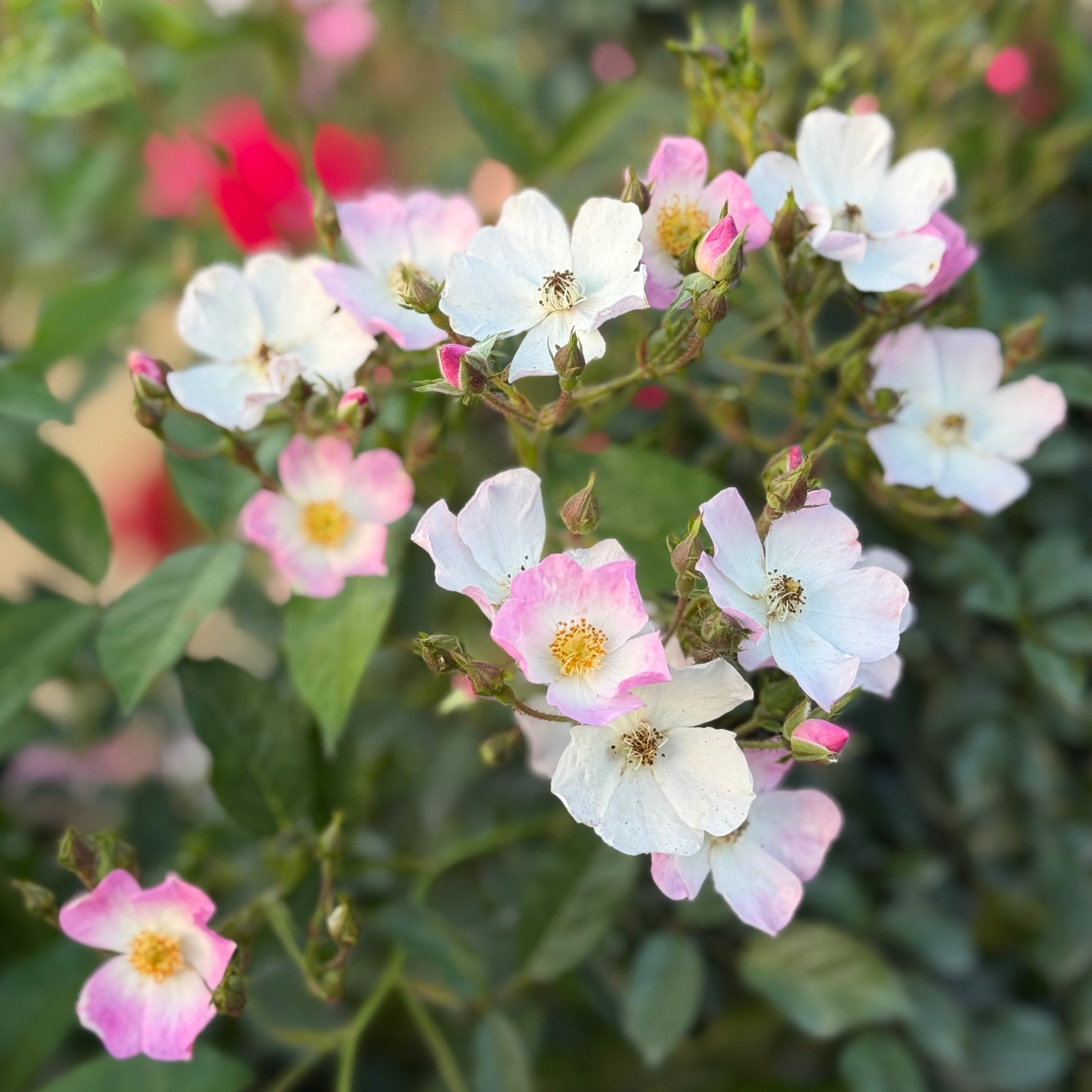 Ballerina Potted Rose Bush | Pink Shrub Rose Bush | Grace Rose Farm