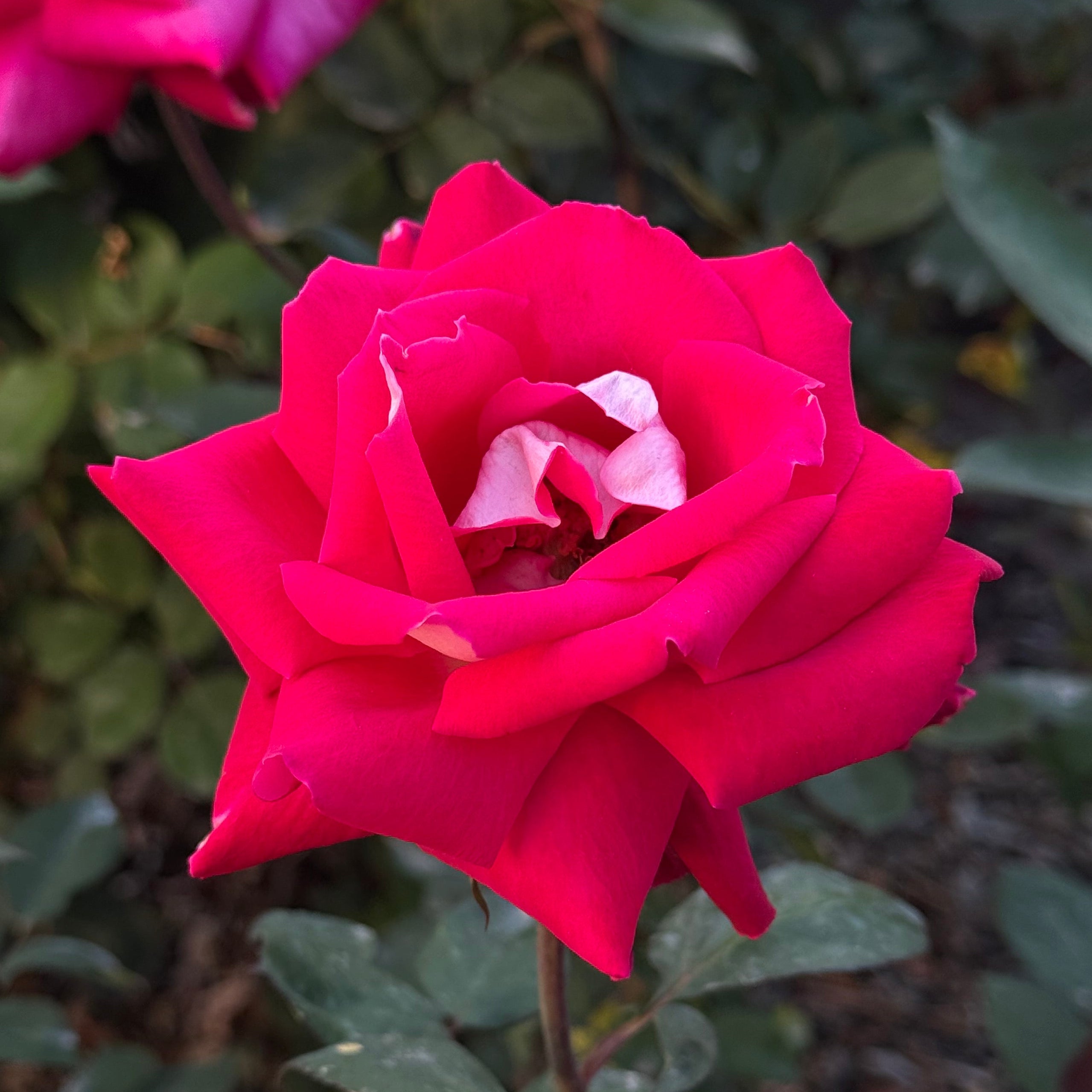 Love Potted Rose Bush | Red White Reverse Rose | Grace Rose Farm
