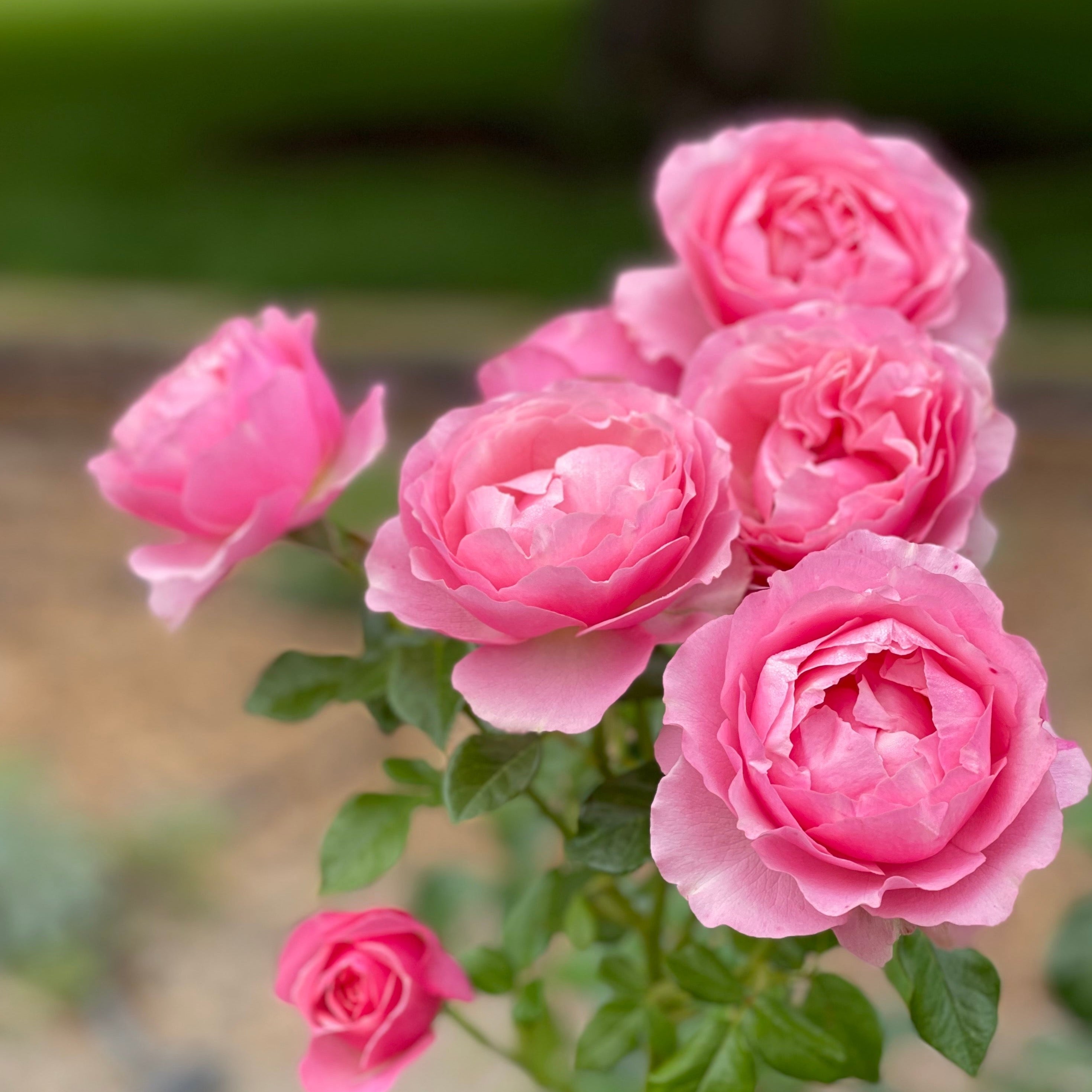 All Dressed Up™ Bare Root Tree Rose