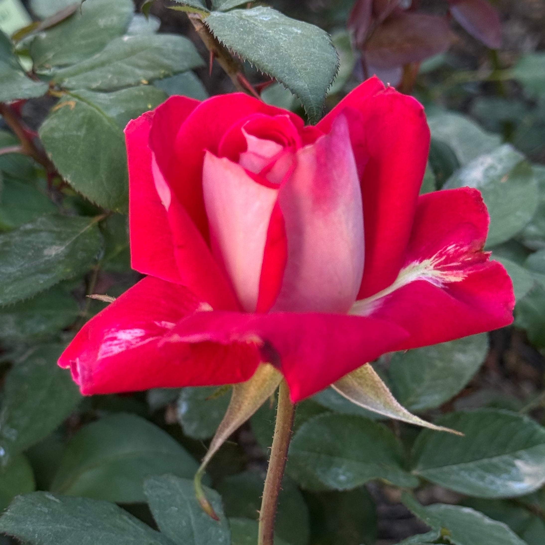 Love Potted Rose Bush | Red White Reverse Rose | Grace Rose Farm