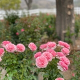All Dressed Up™ Bare Root Rose Bush