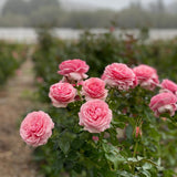 All Dressed Up™ Bare Root Rose Bush