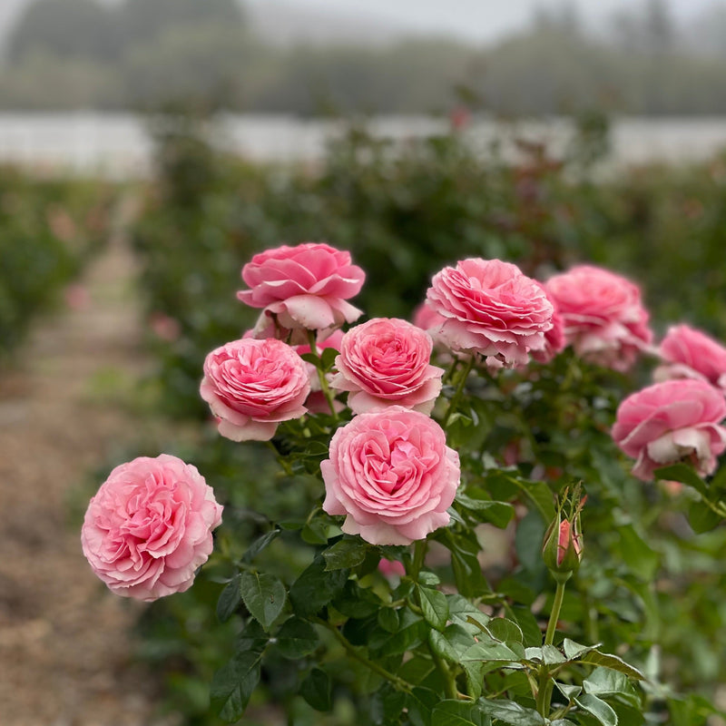 All Dressed Up™ Bare Root Rose Bush