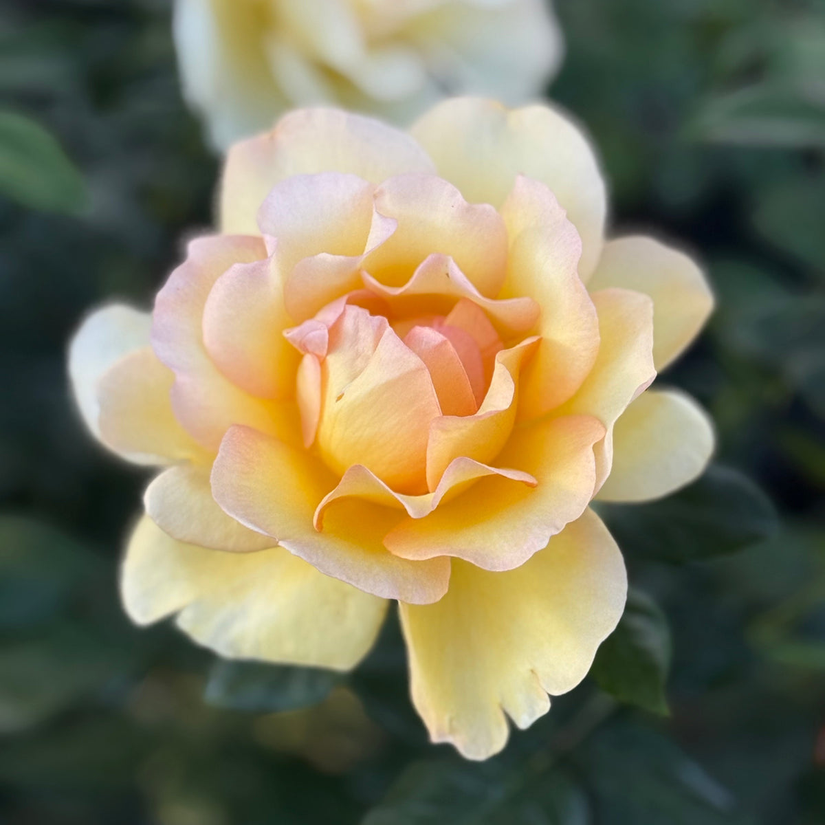 Gold Rush Potted Rose Bush | Yellow Rose Bush | Grace Rose Farm