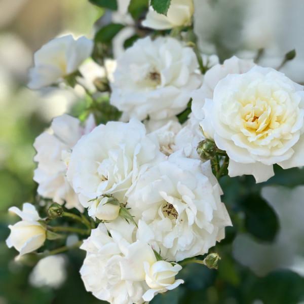 Pillow Fight Bare Root Rose Bush