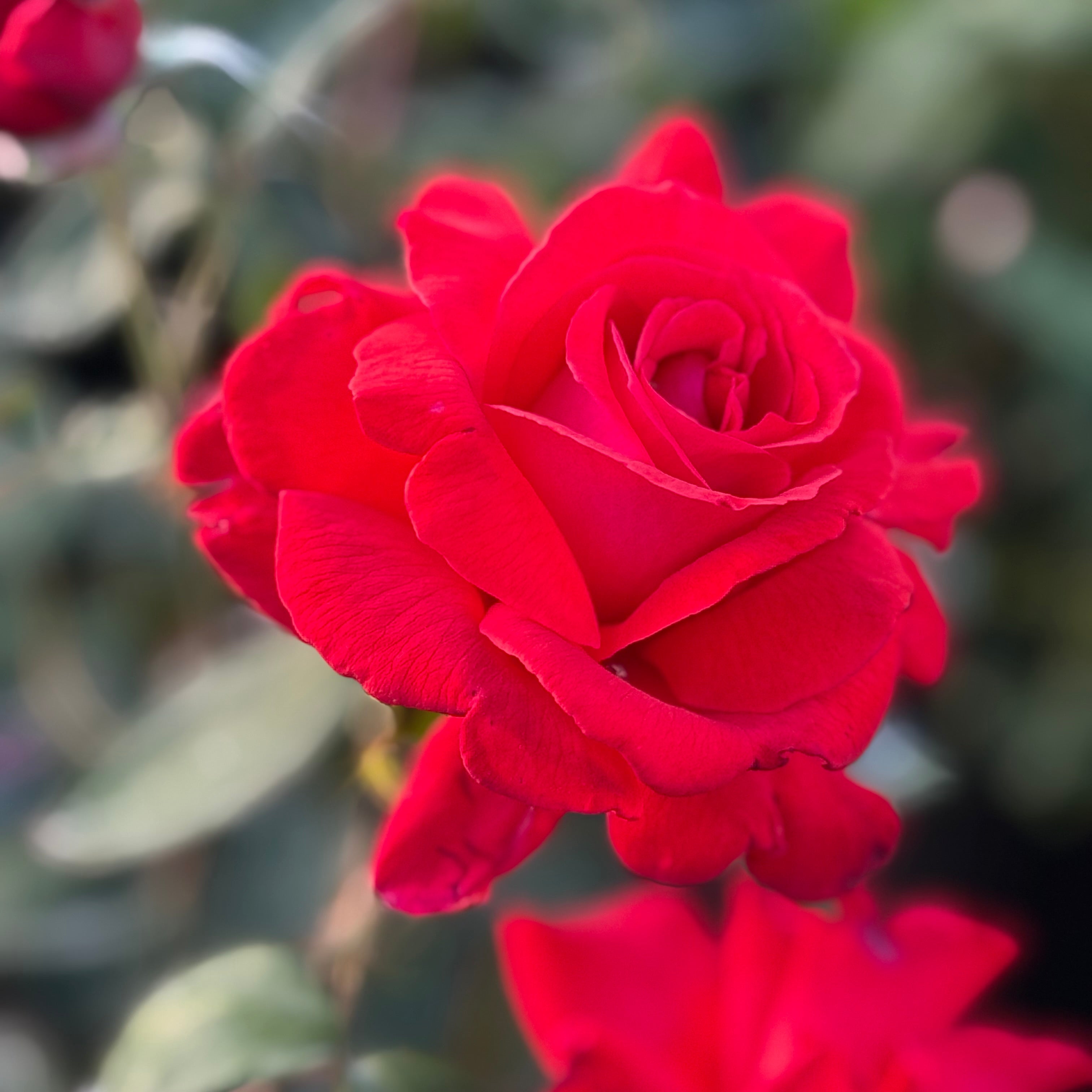 Dolly Parton™ Potted Rose Bush