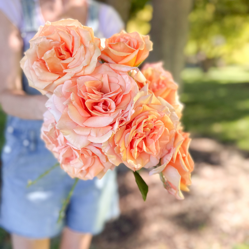 Sunset Celebration Potted Rose Bush