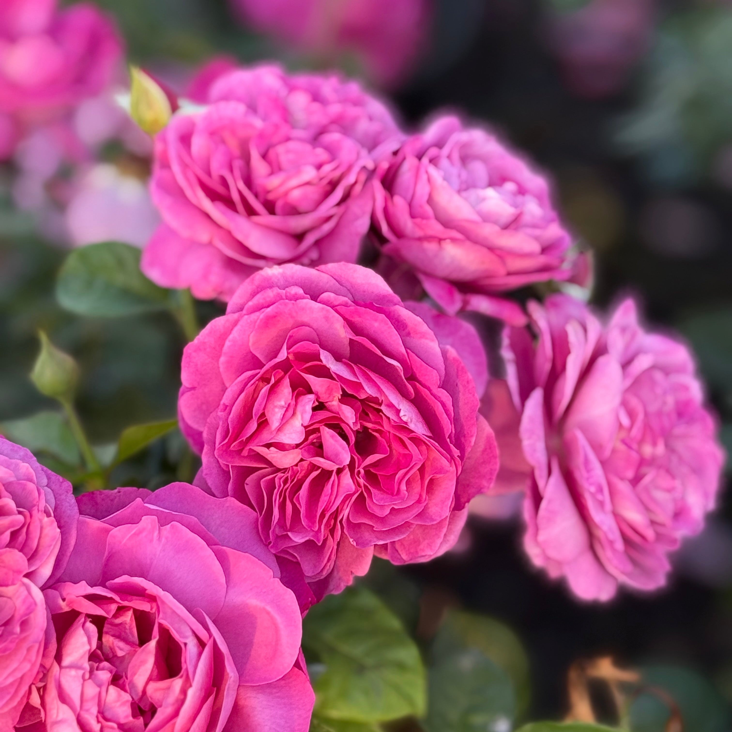 Grace Rose Farm Heirloom Rose Bush - Thumbnail 5