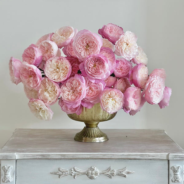 David Austin® Constance™ Garden Rose Bundle