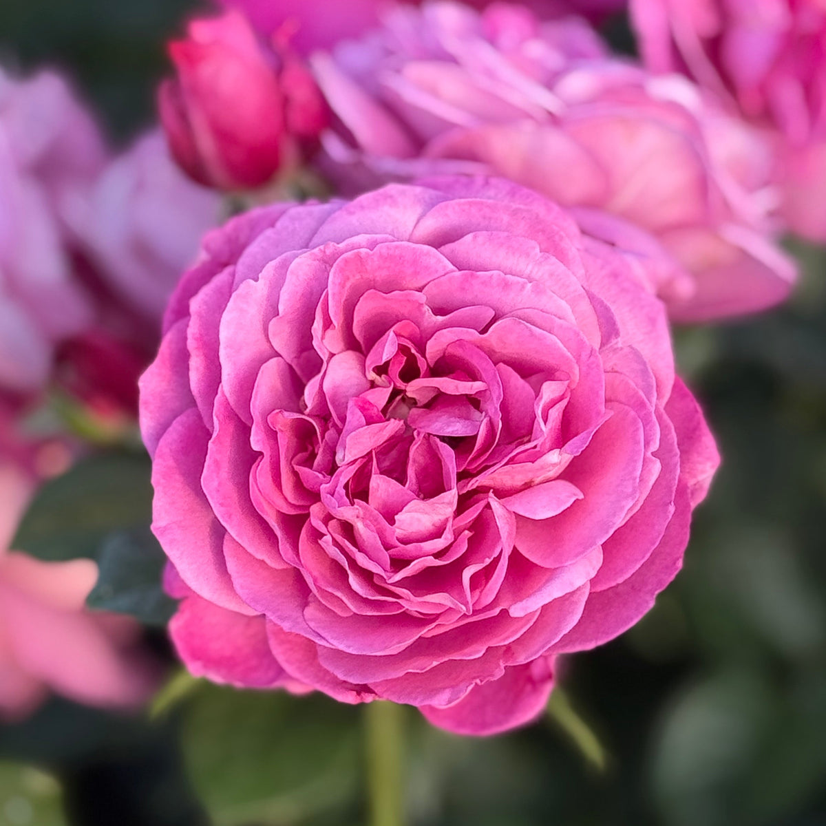 Heirloom Rose Bush | Potted Roses | Grace Rose Farm