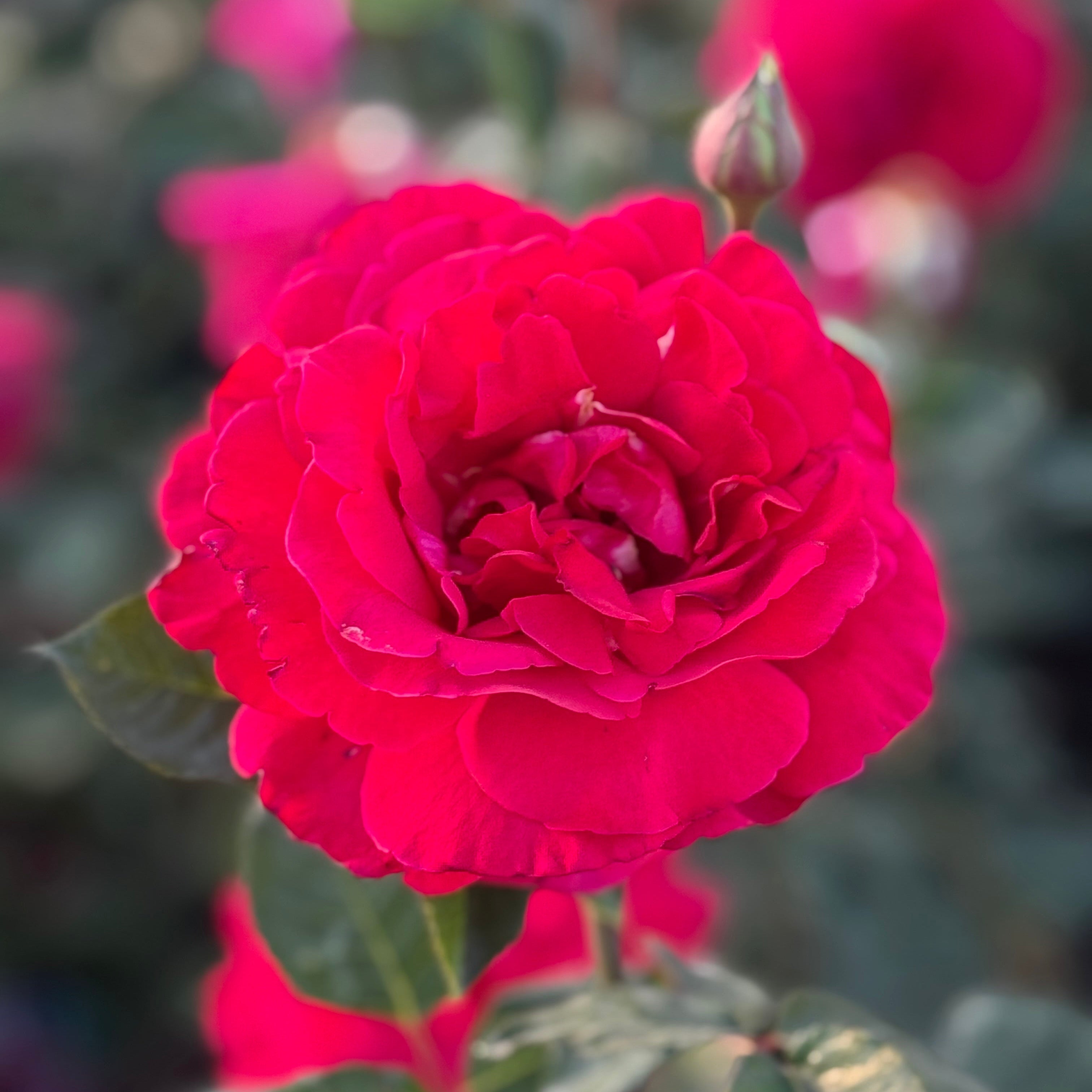 Firefighter Potted Rose Bush | Red Fragrant Hybrid Tea Rose