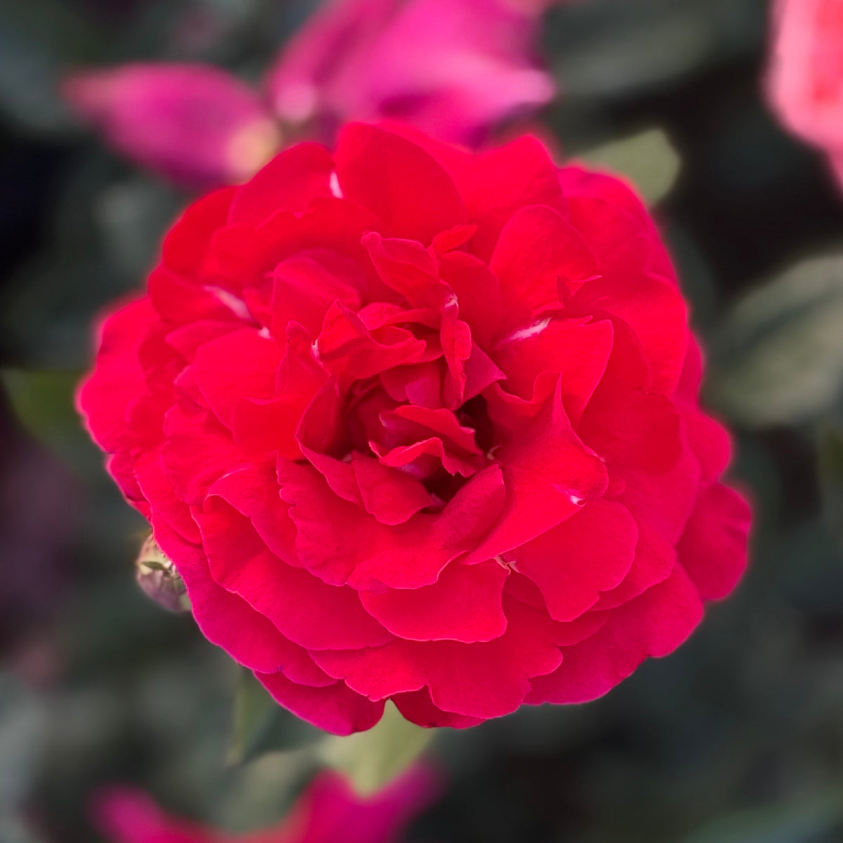 Firefighter Tree Rose | Red Fragrant Tree Rose | Grace Rose Farm