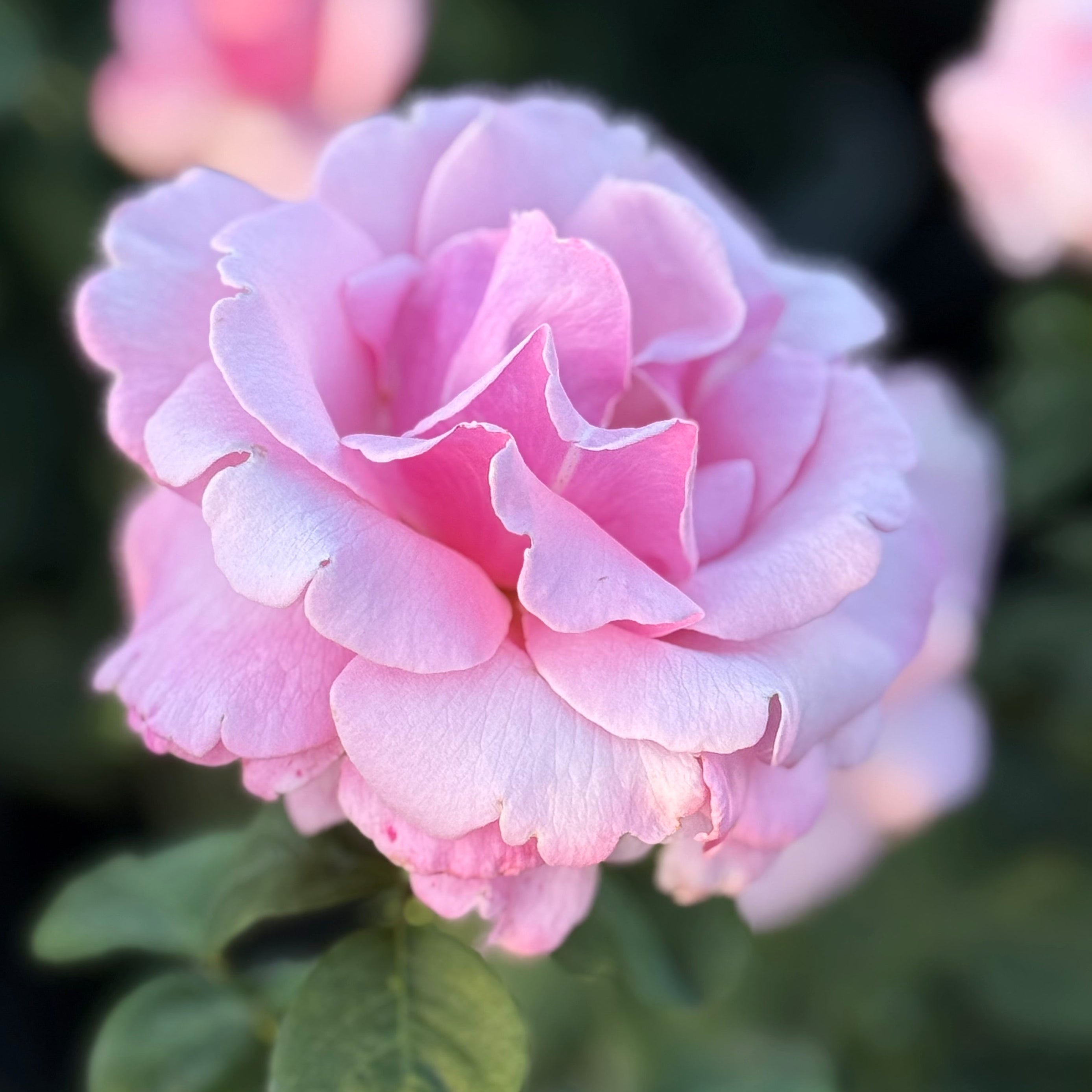 Memorial Day® Potted Tree Rose