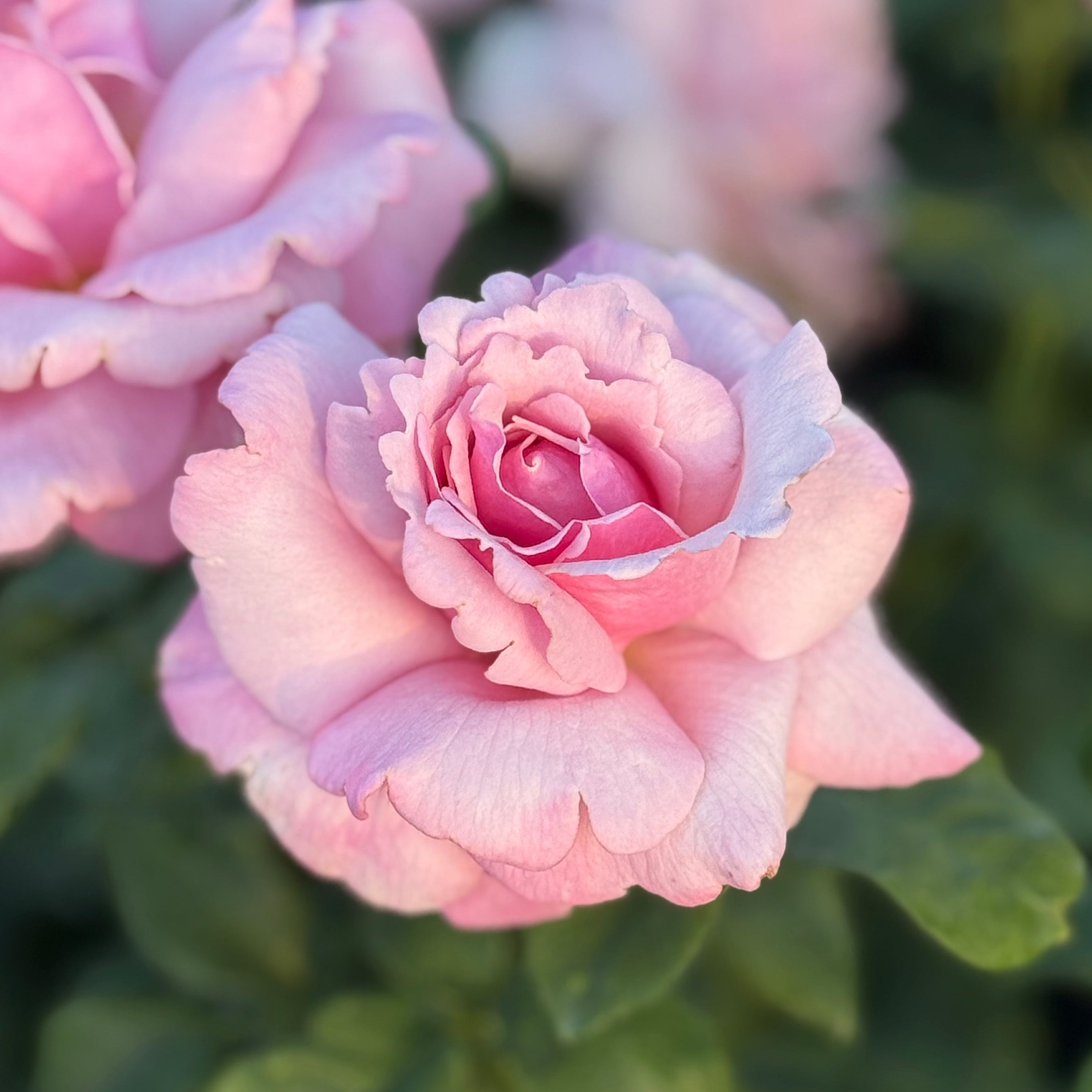 Memorial Day™ Potted Rose Bush