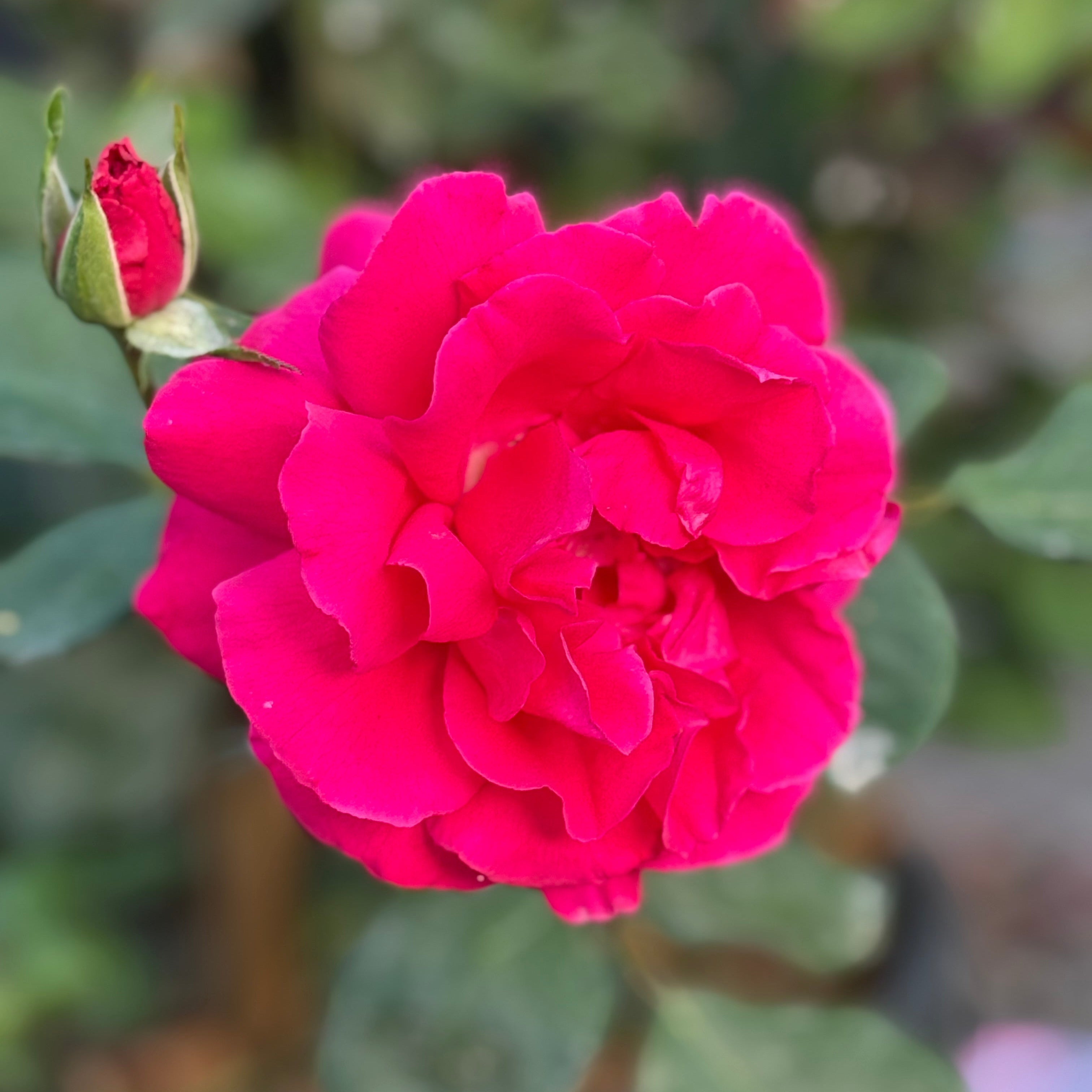Social Climber Potted Climbing Rose