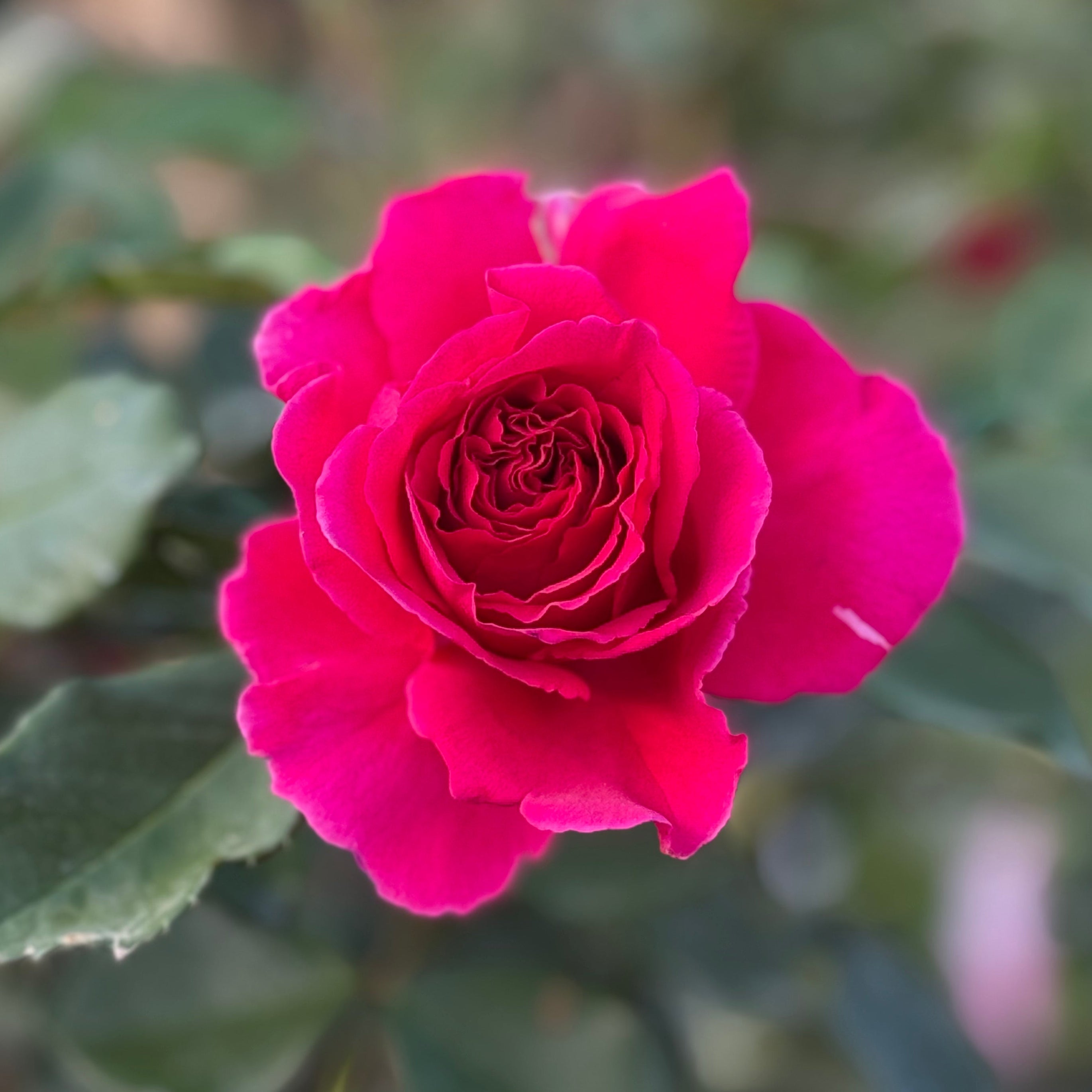 Social Climber Potted Climbing Rose