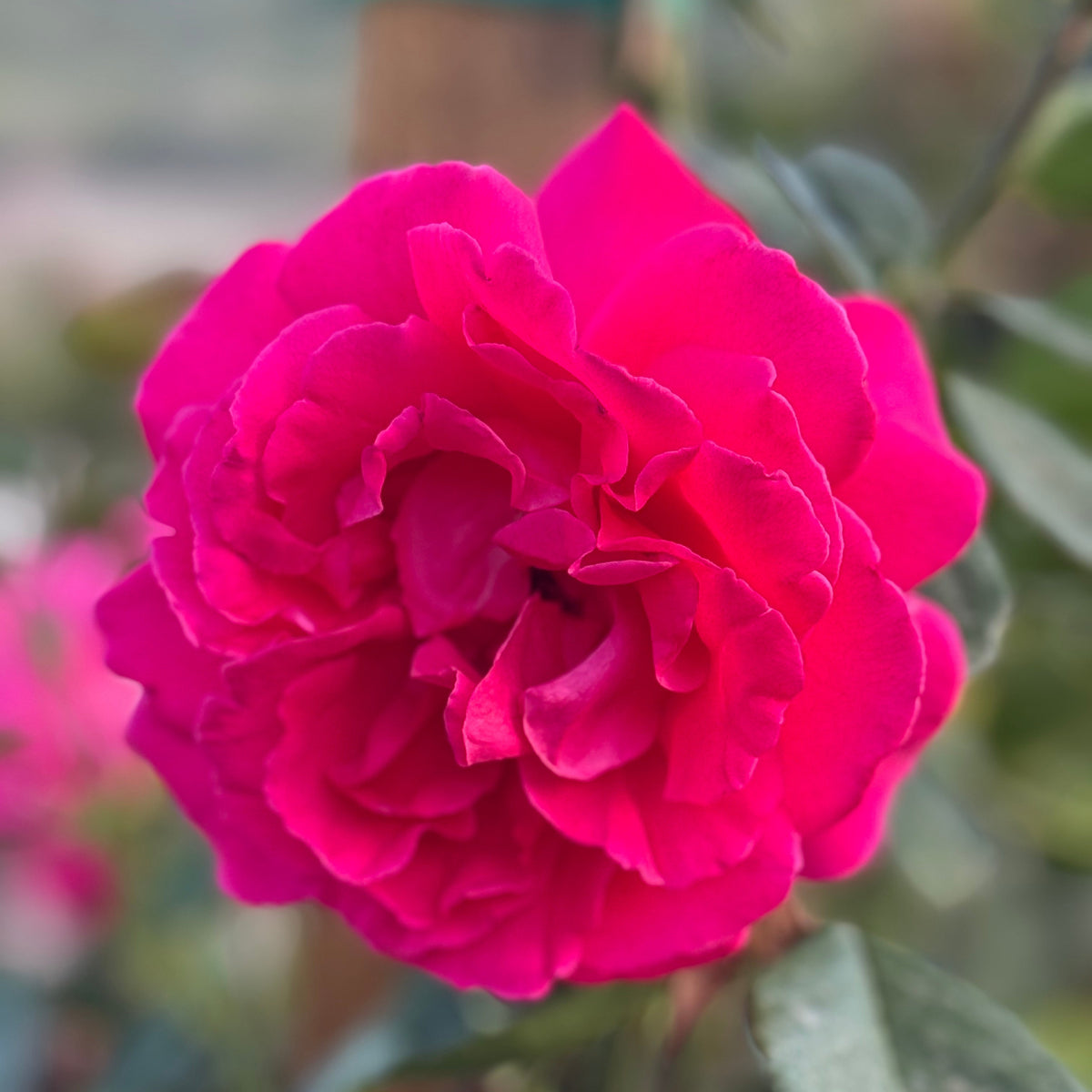 Social Climber Climbing Rose | Repeat Blooming Climber | Grace Rose Farm