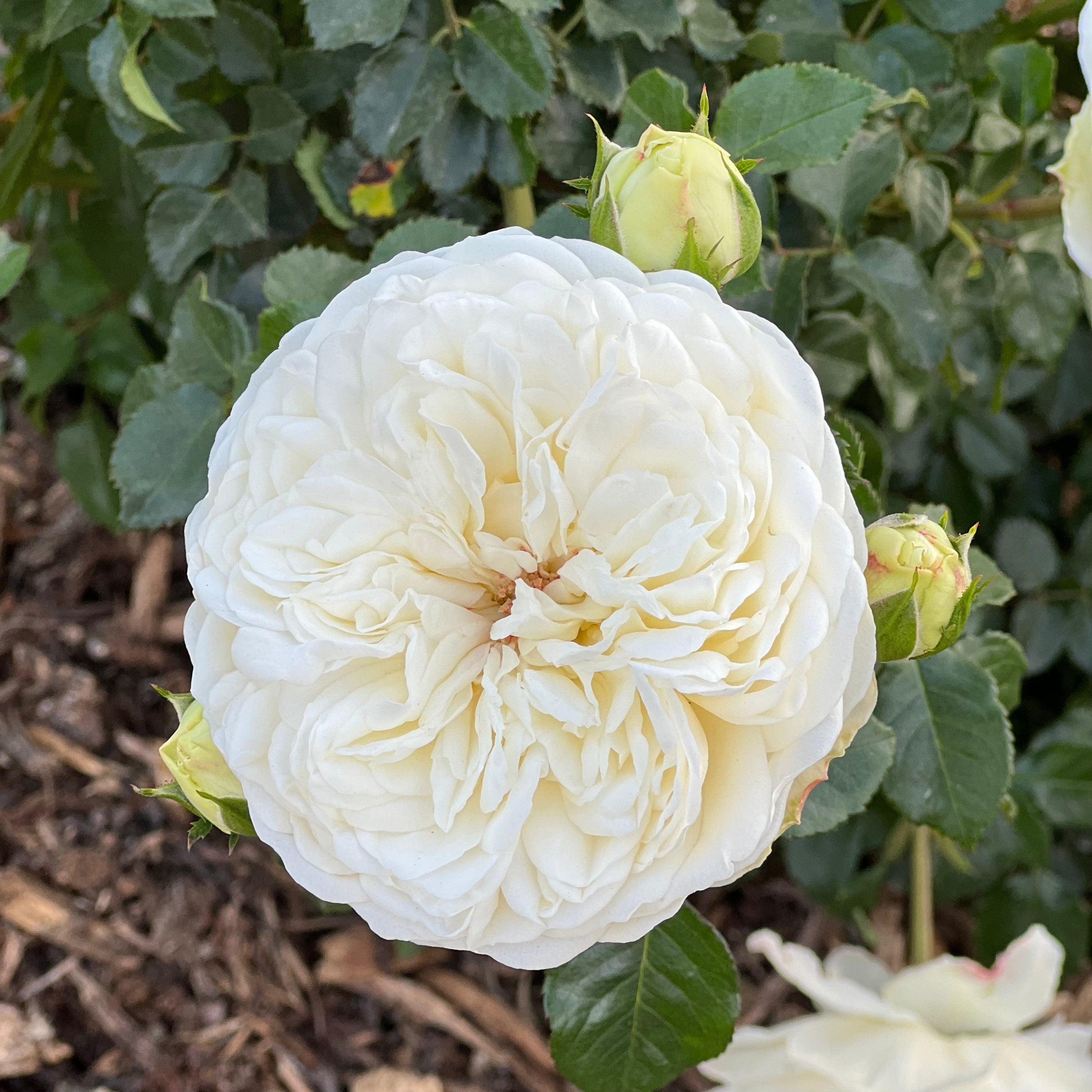 Tranquillity Rose | David Austin White Rose | Grace Rose Farm
